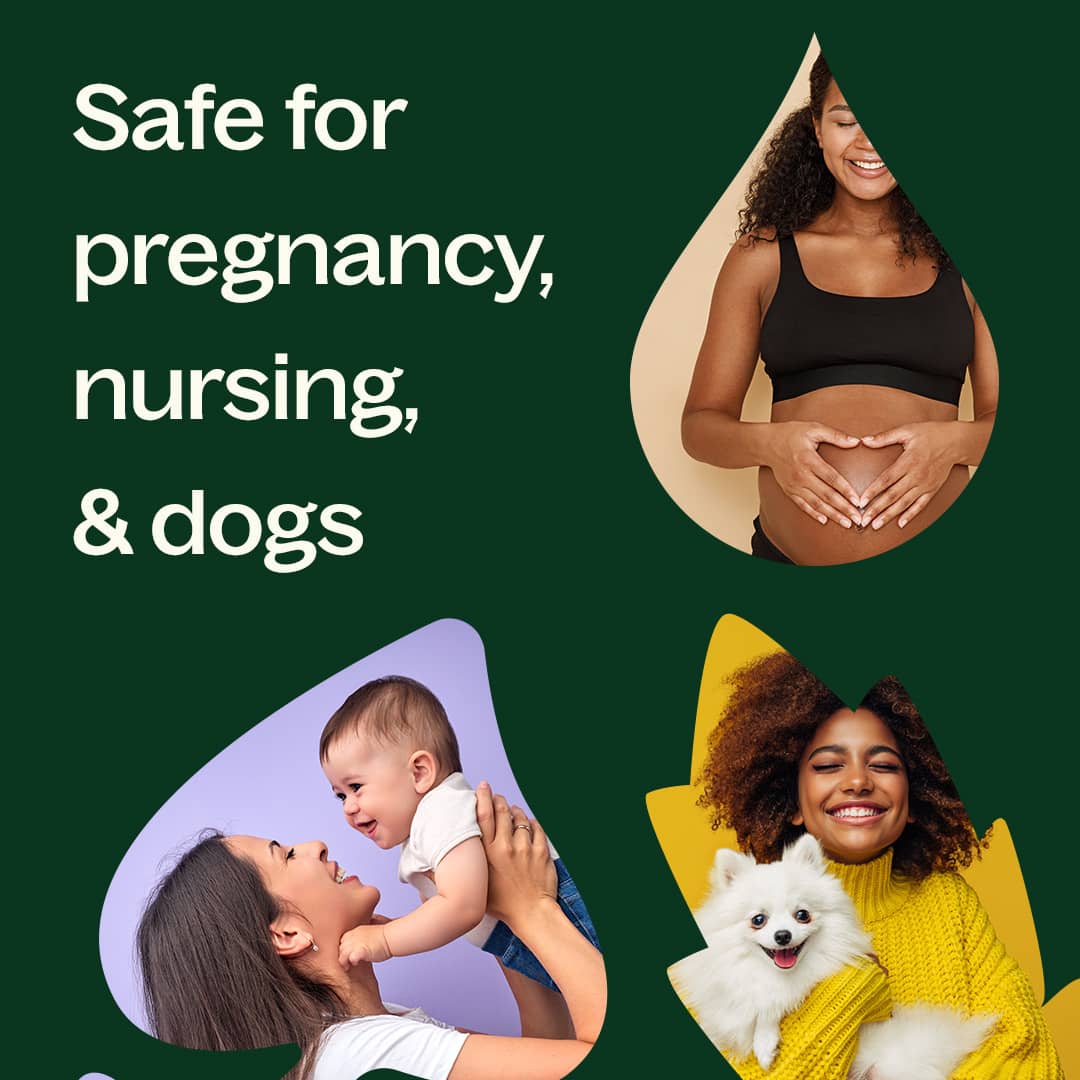 Persian Lime Essential Oil Plant Therapy