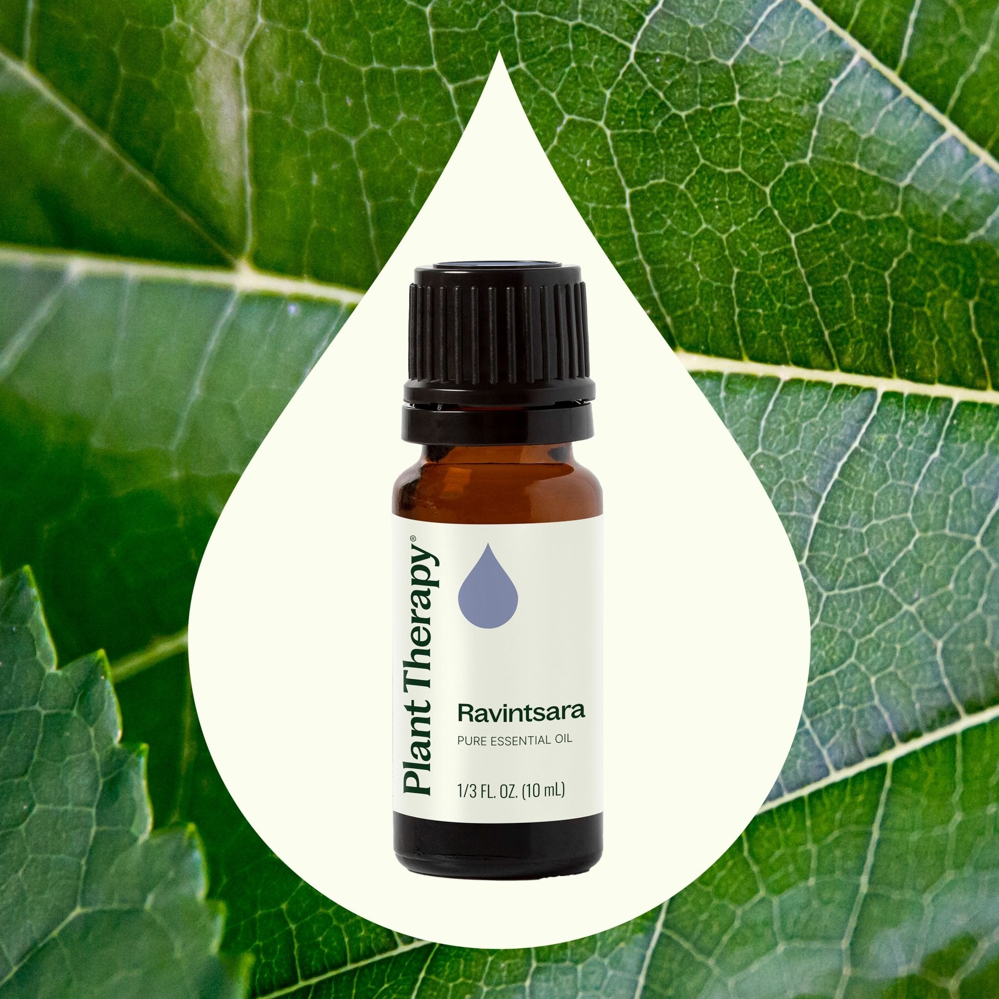 Ravintsara Essential Oil Plant Therapy