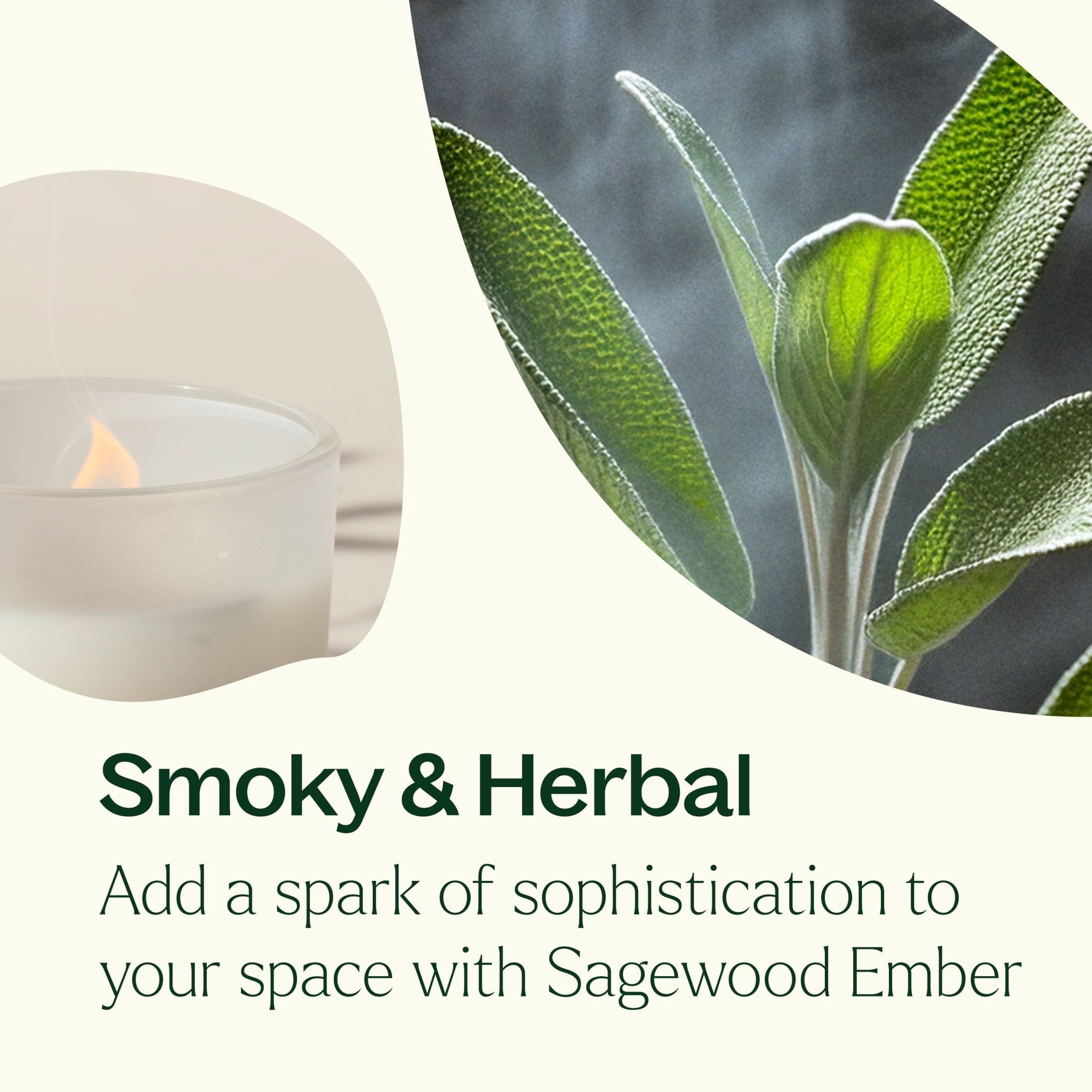 Sagewood Ember Naturally Scented Candle Plant Therapy