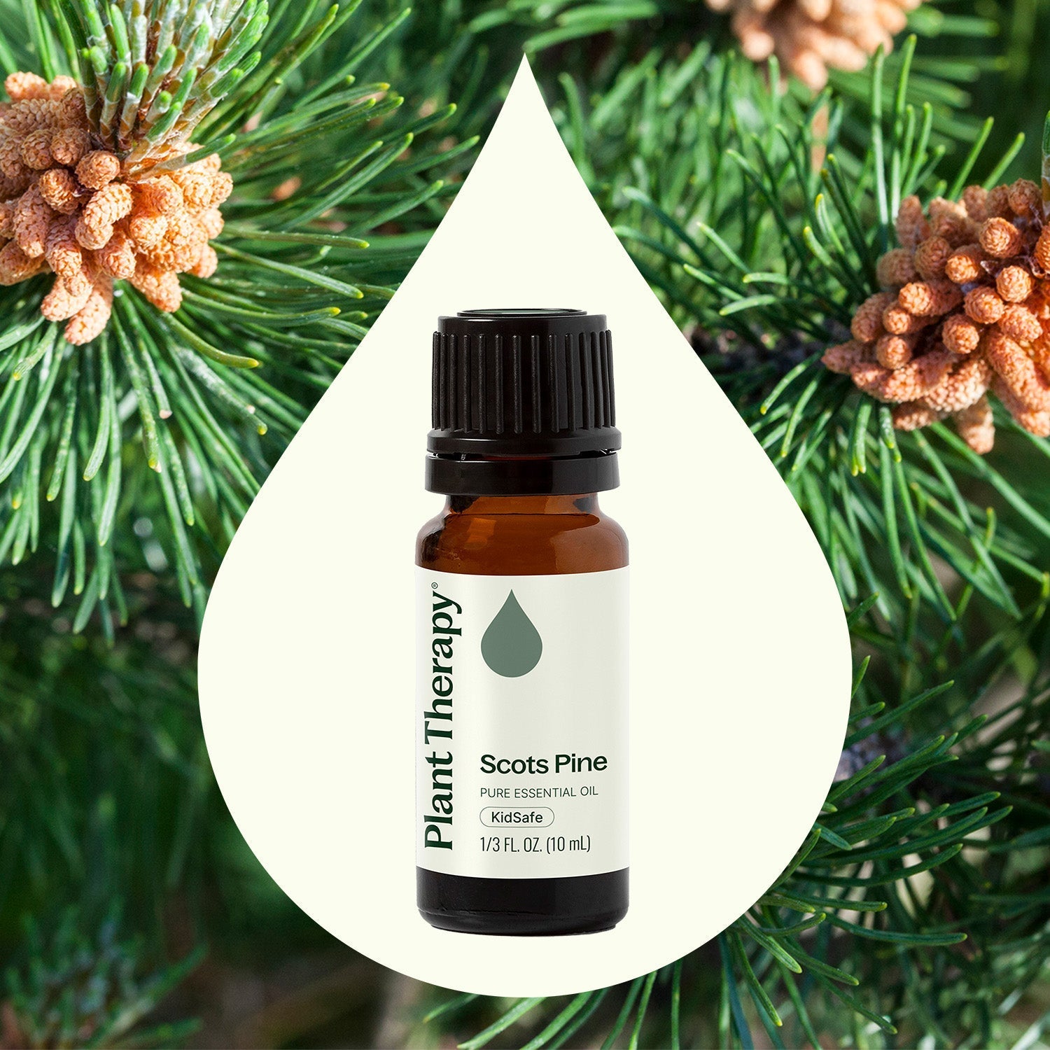 Scots Pine Essential Oil Plant Therapy