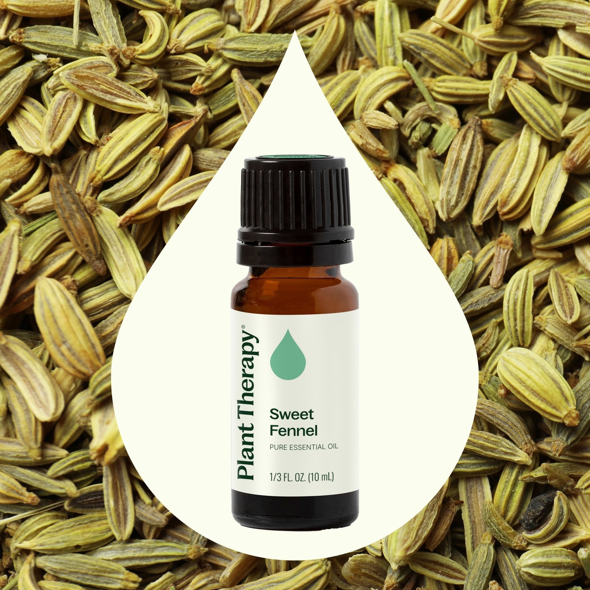 Sweet Fennel Essential Oil Plant Therapy