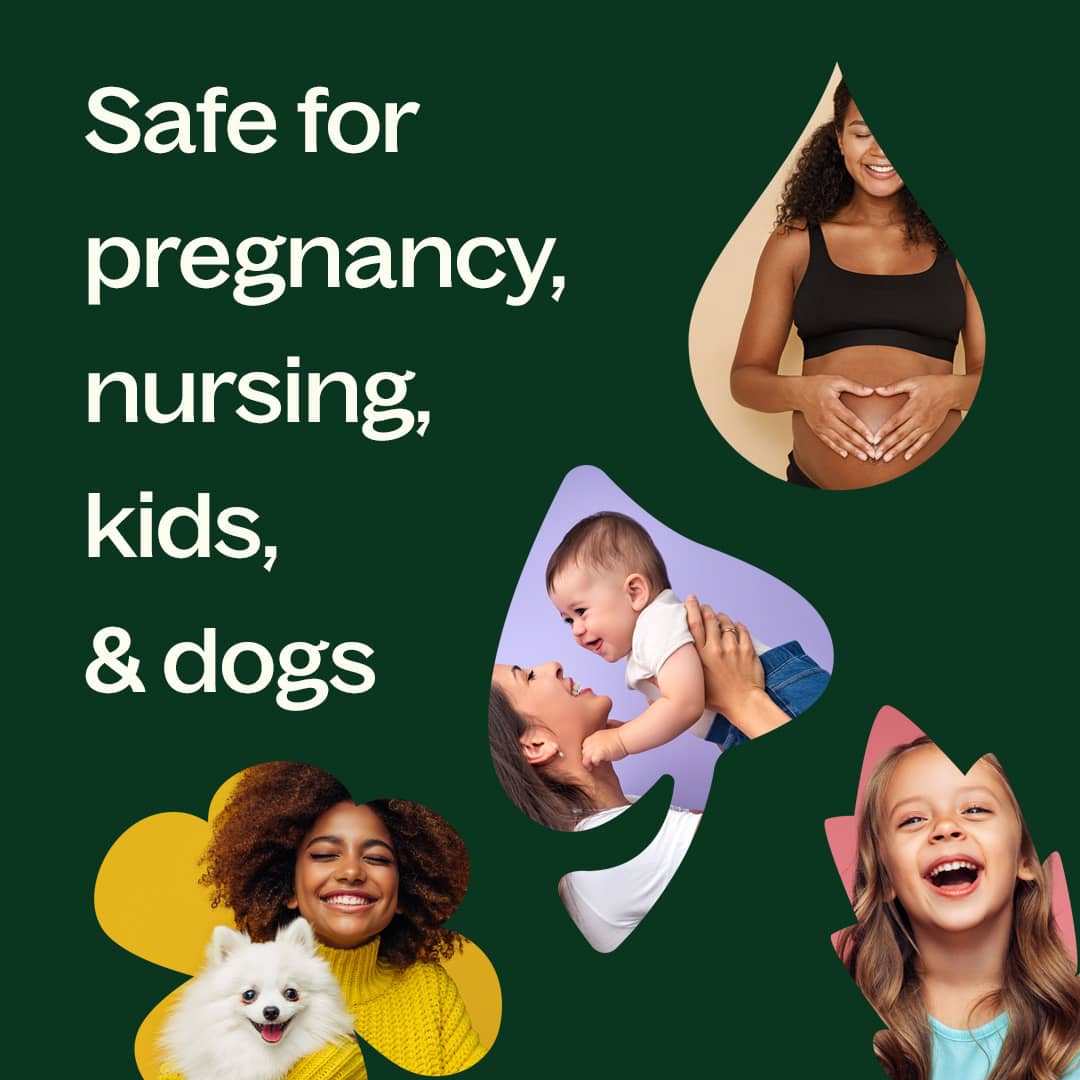 Sweet Marjoram Essential Oil Plant Therapy