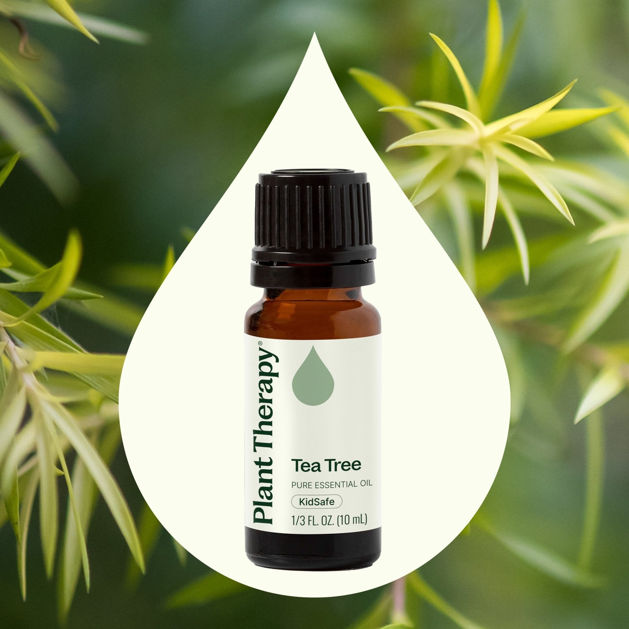 Tea Tree Essential Oil Plant Therapy