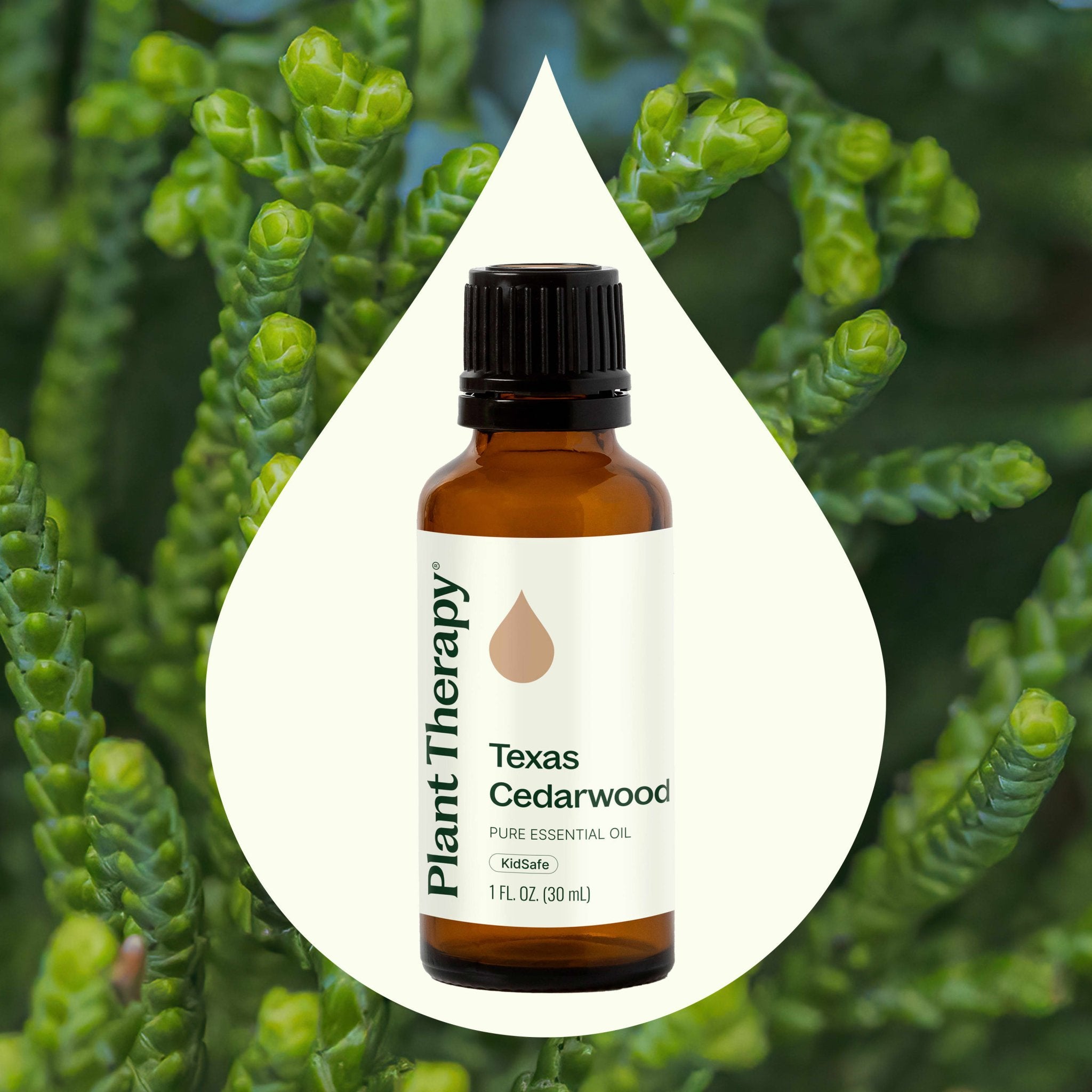 Texas Cedarwood Essential Oil Plant Therapy