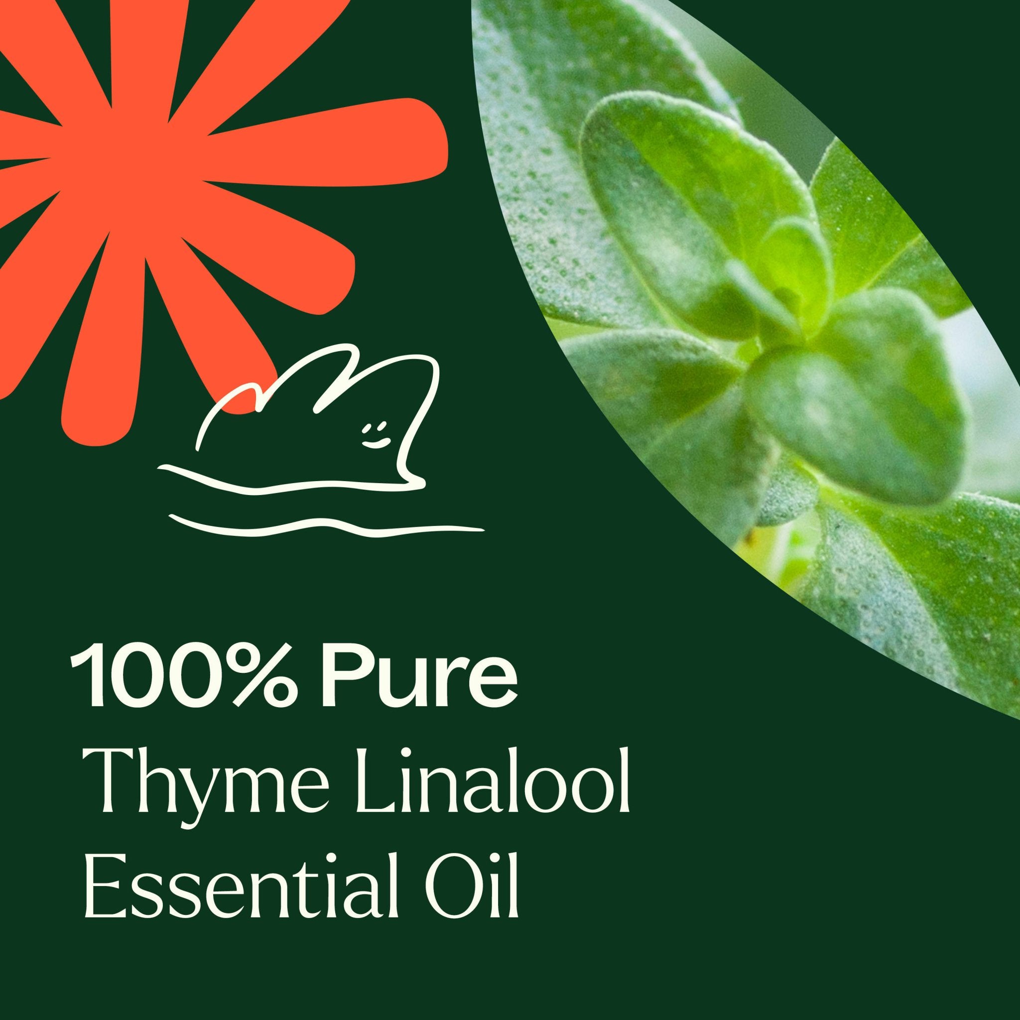 Thyme Linalool Essential Oil Plant Therapy