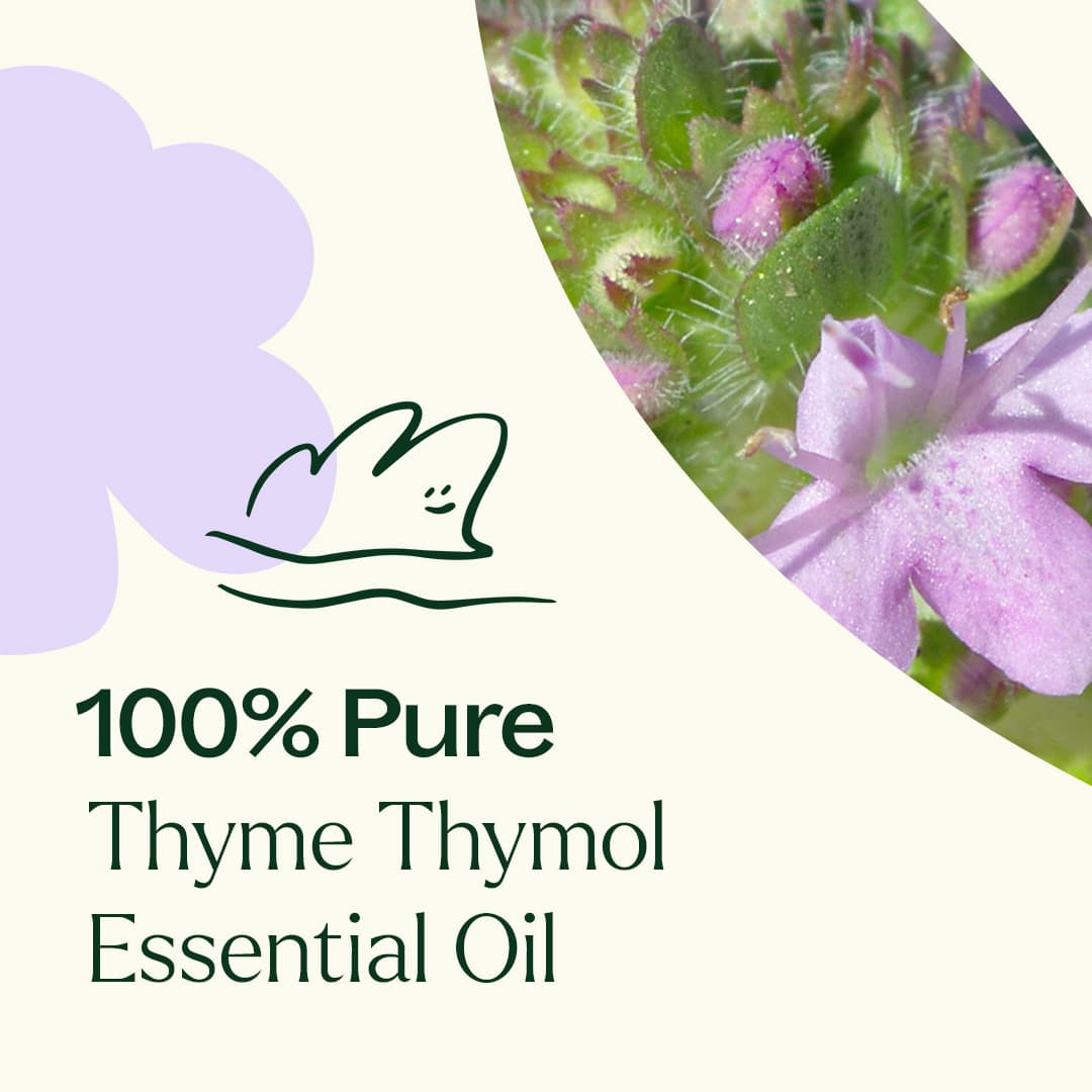 Thyme Thymol Essential Oil Plant Therapy