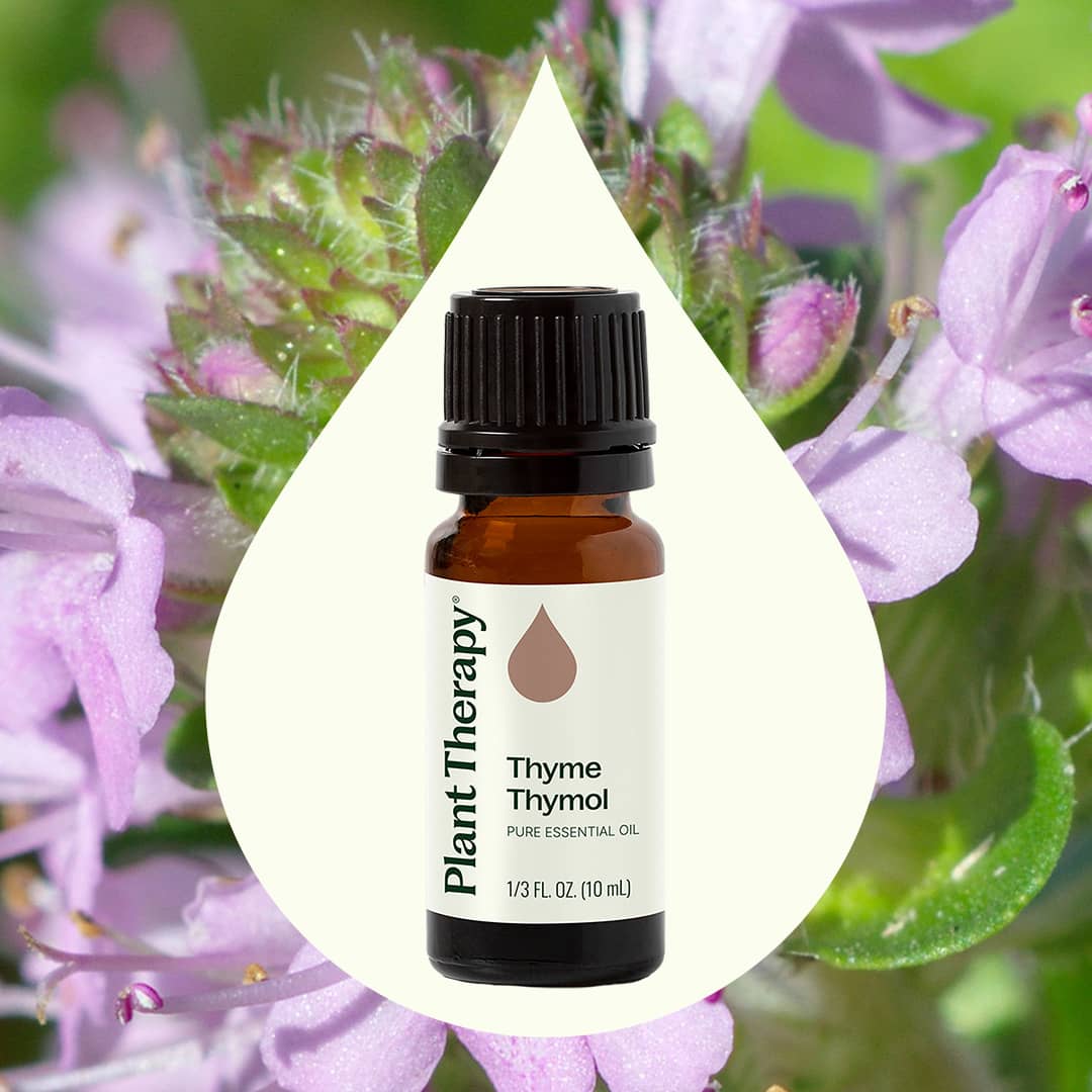 Thyme Thymol Essential Oil Plant Therapy