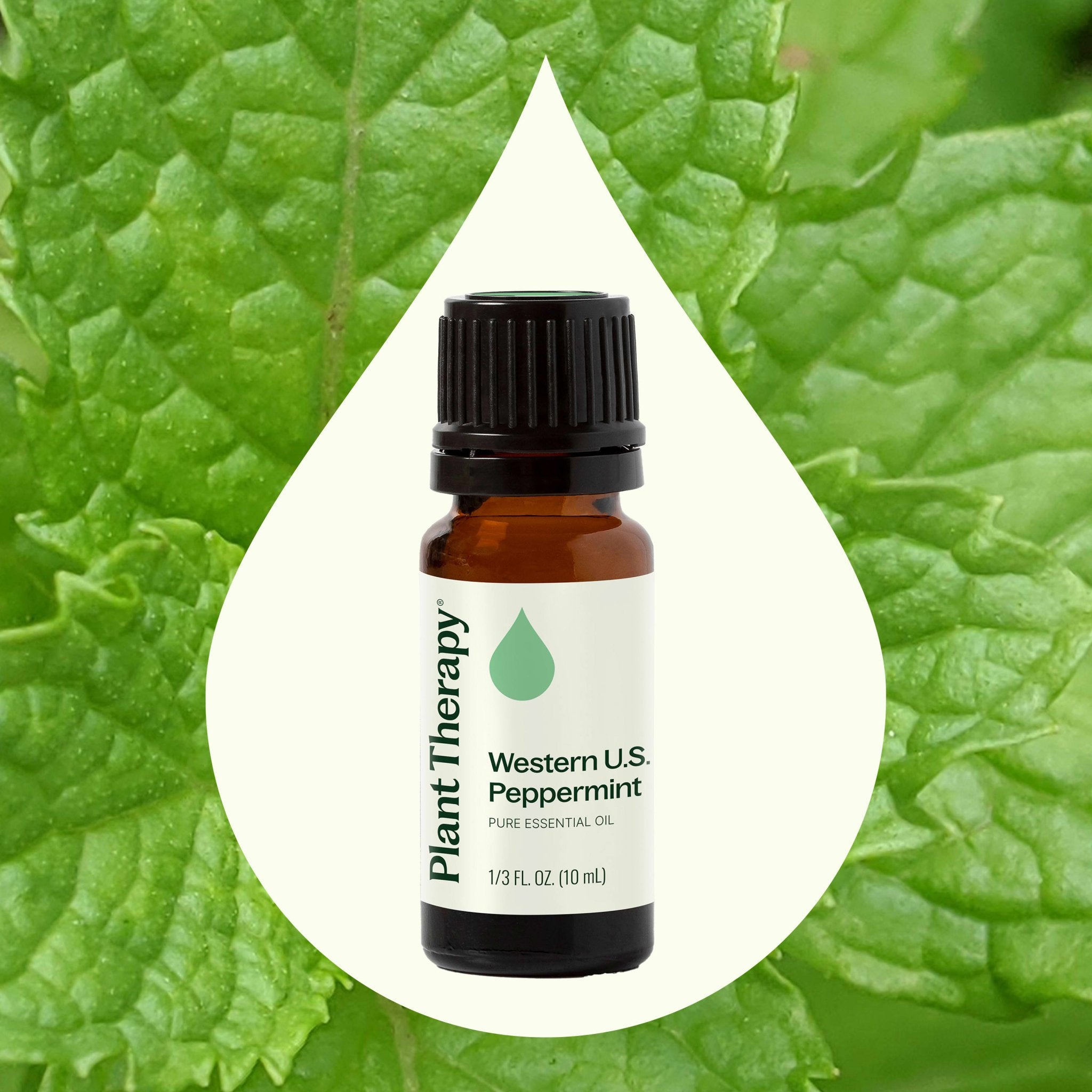 Western U.S. Peppermint Essential Oil Plant Therapy