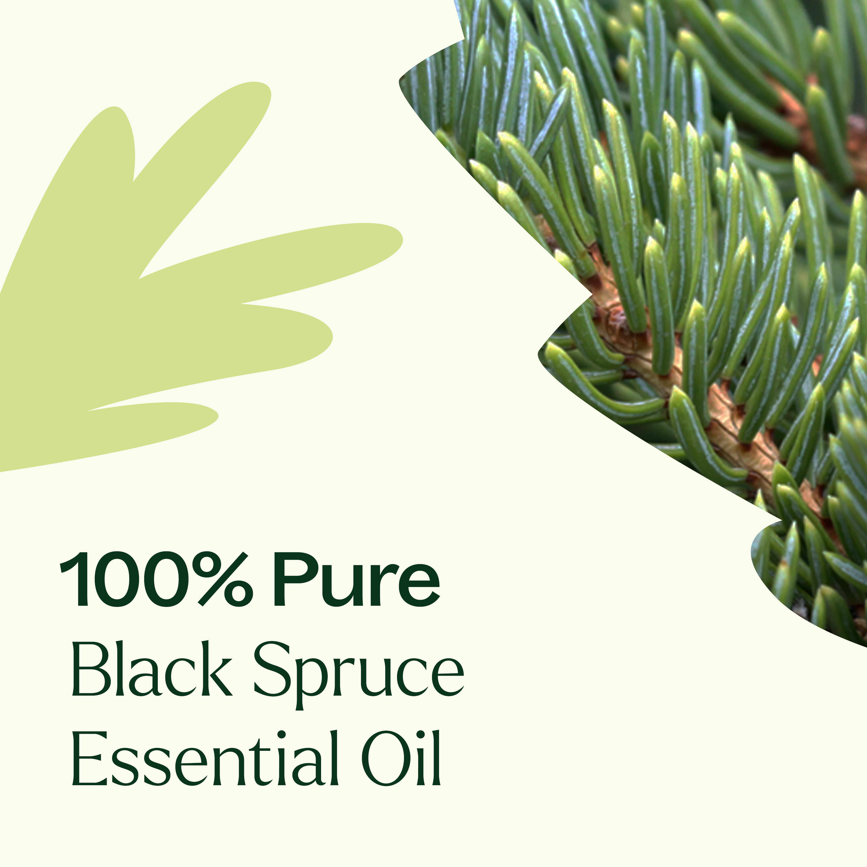 Black Spruce Essential Oil