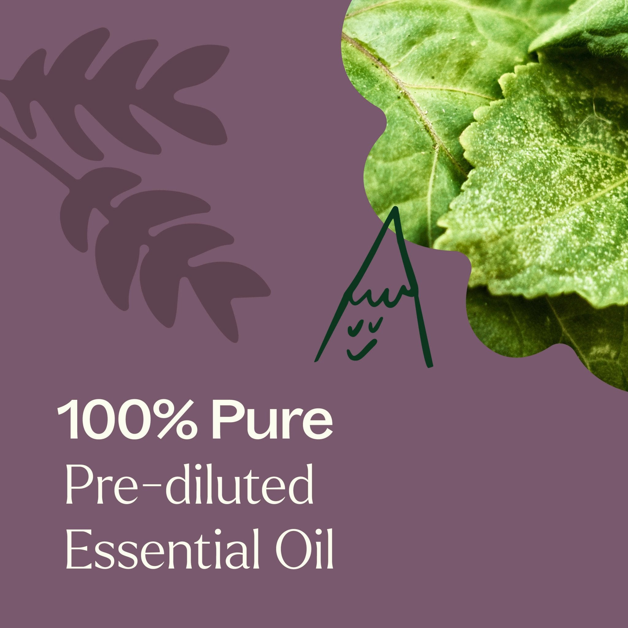 Aged Dark Patchouli Essential Oil Pre - Diluted Roll - On 10 ml Plant Therapy