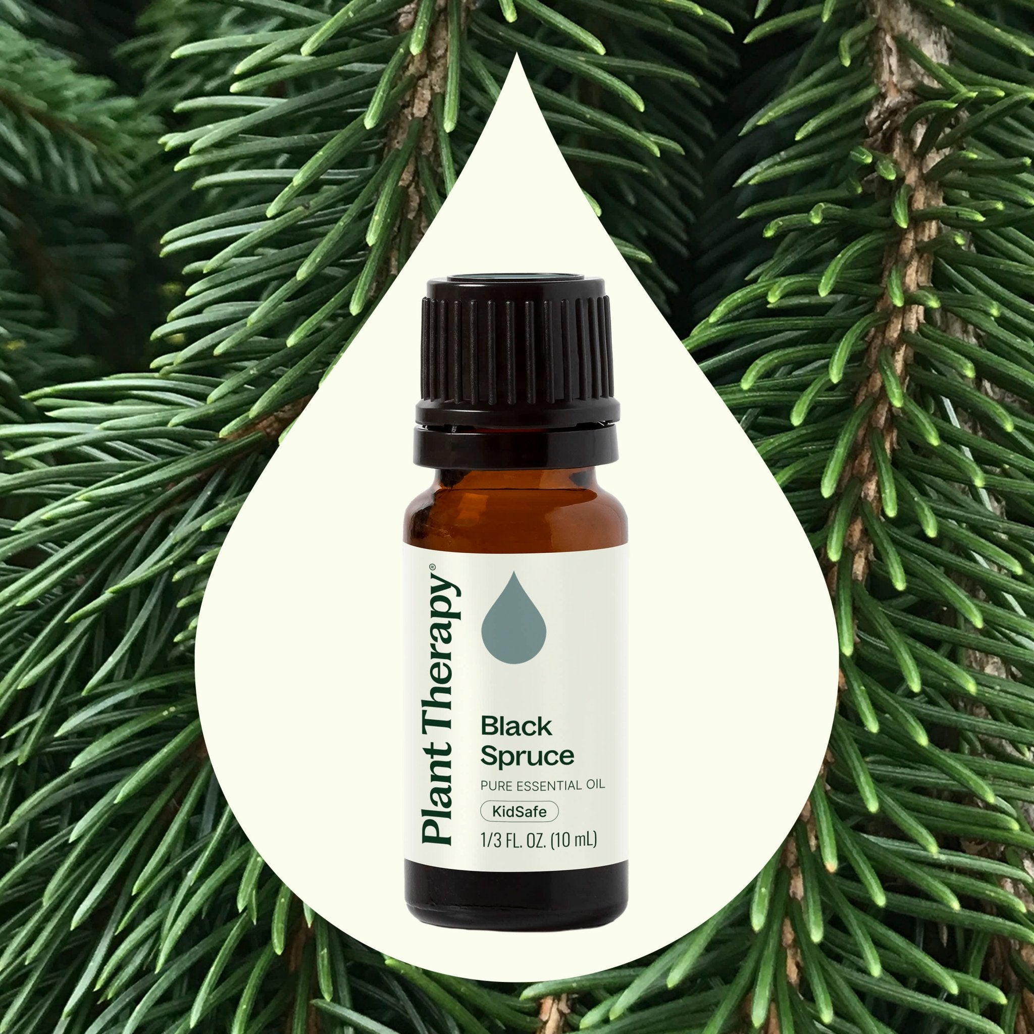 Black Spruce Essential Oil Plant Therapy
