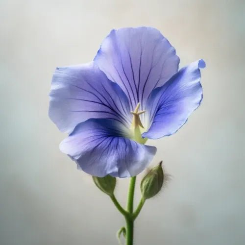 Blue Me Away™ Apothékary