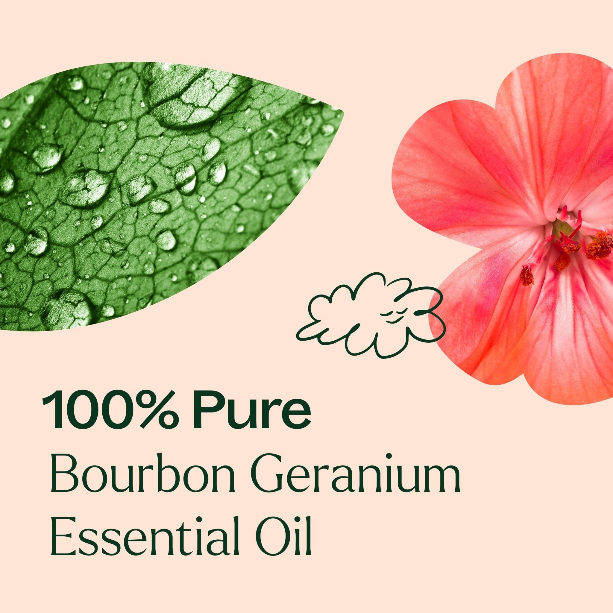 Bourbon Geranium Essential Oil Plant Therapy