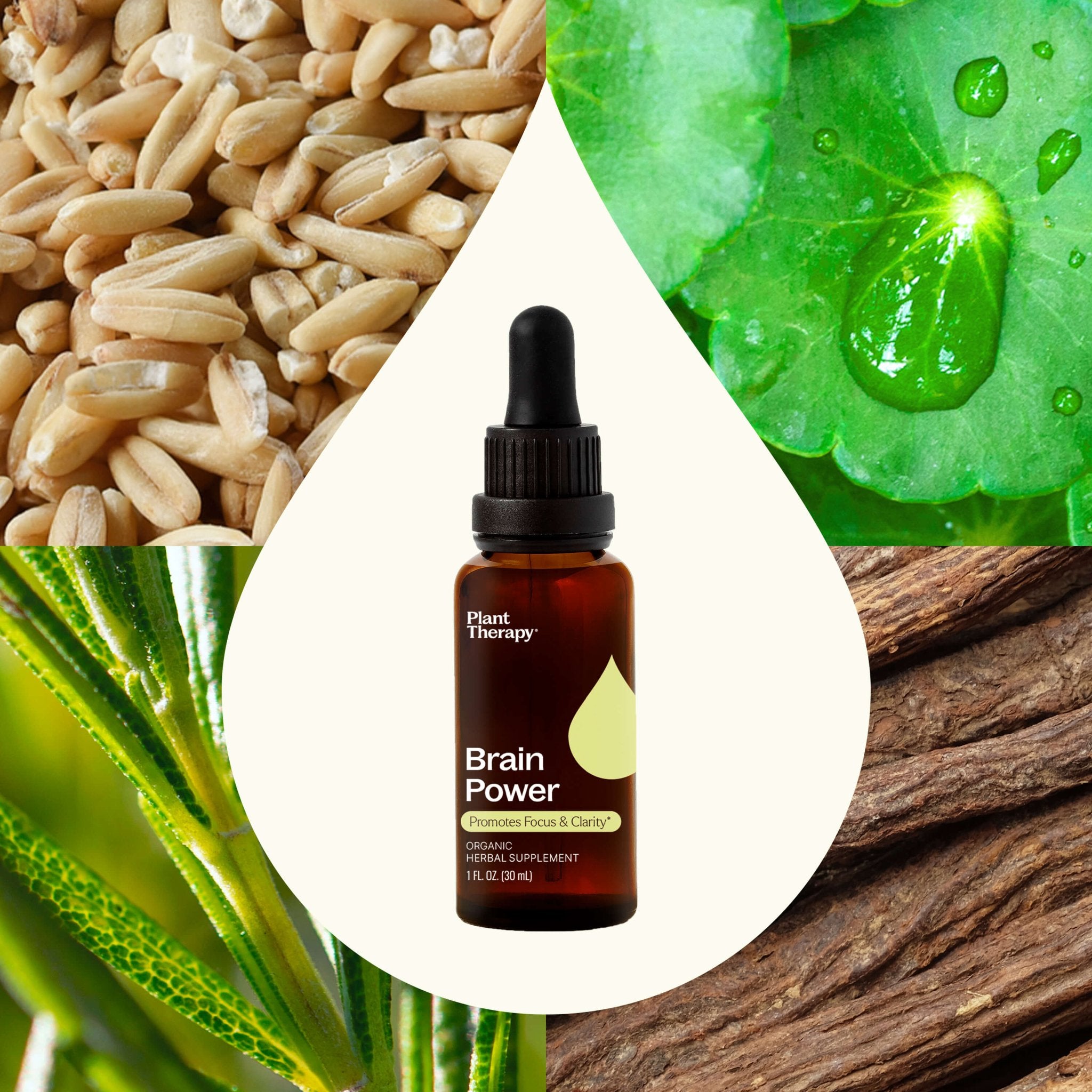 Brain Power Organic Herbal Supplement Plant Therapy