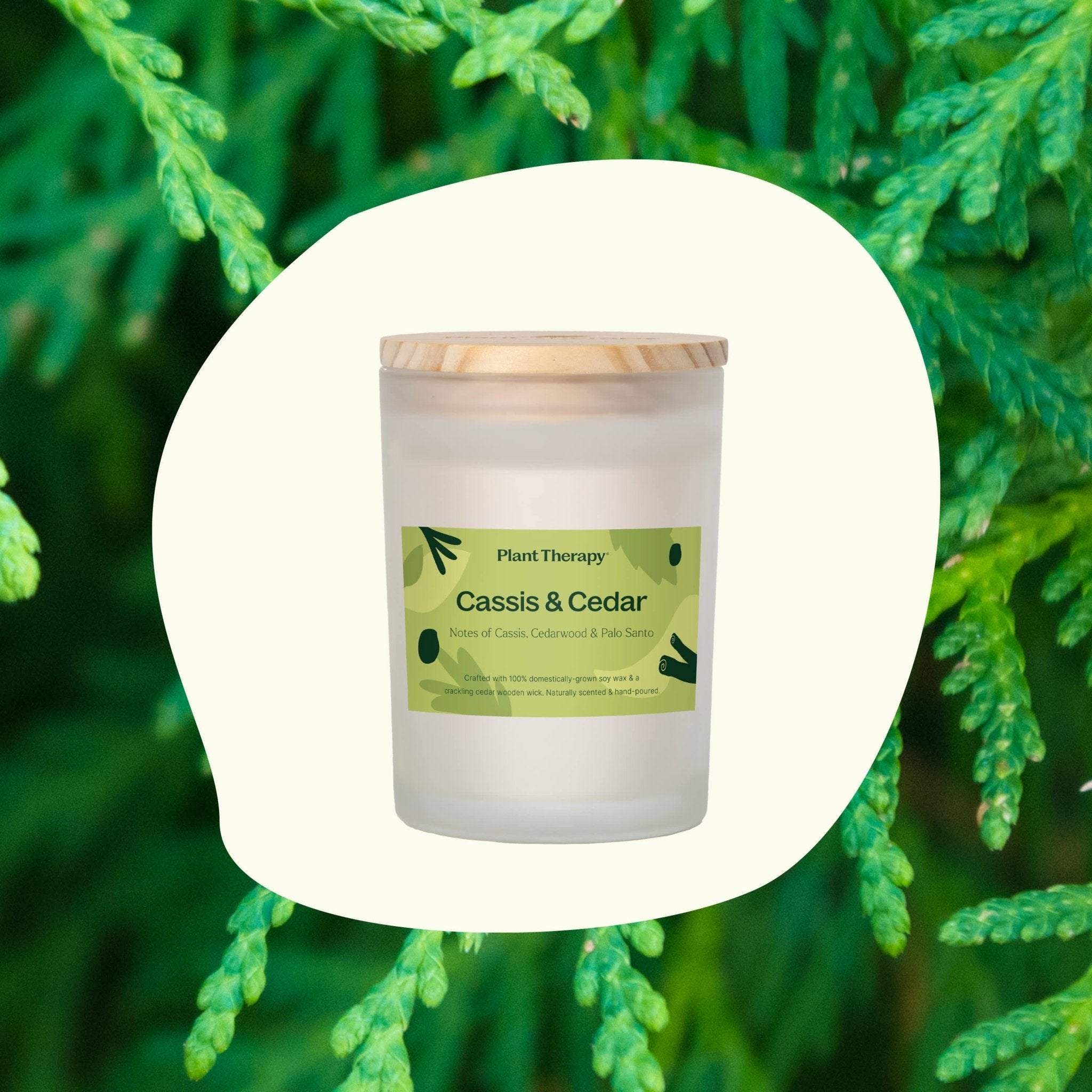 Cassis & Cedar Naturally Scented Candle Plant Therapy