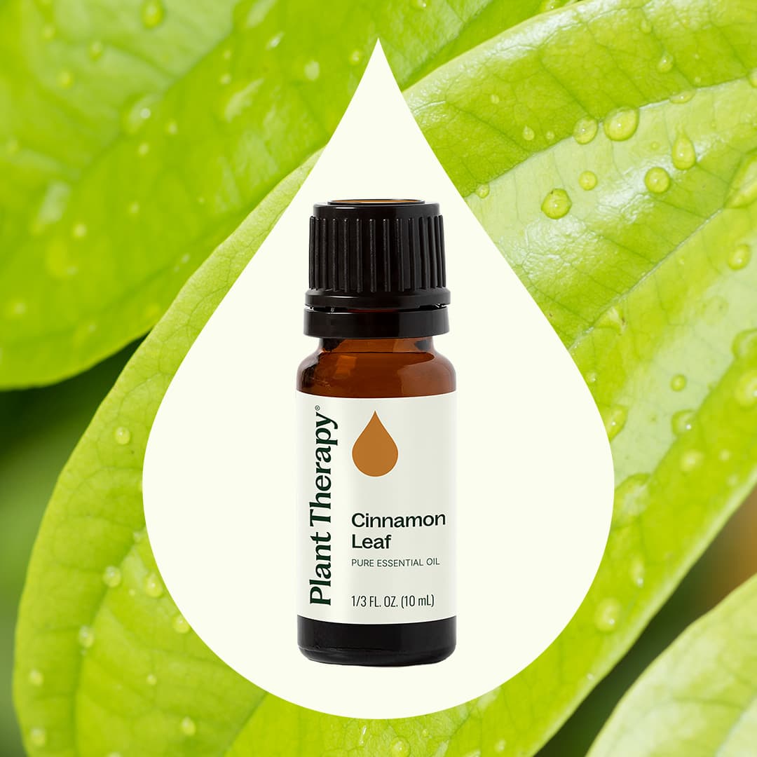 Cinnamon Leaf Essential Oil Plant Therapy