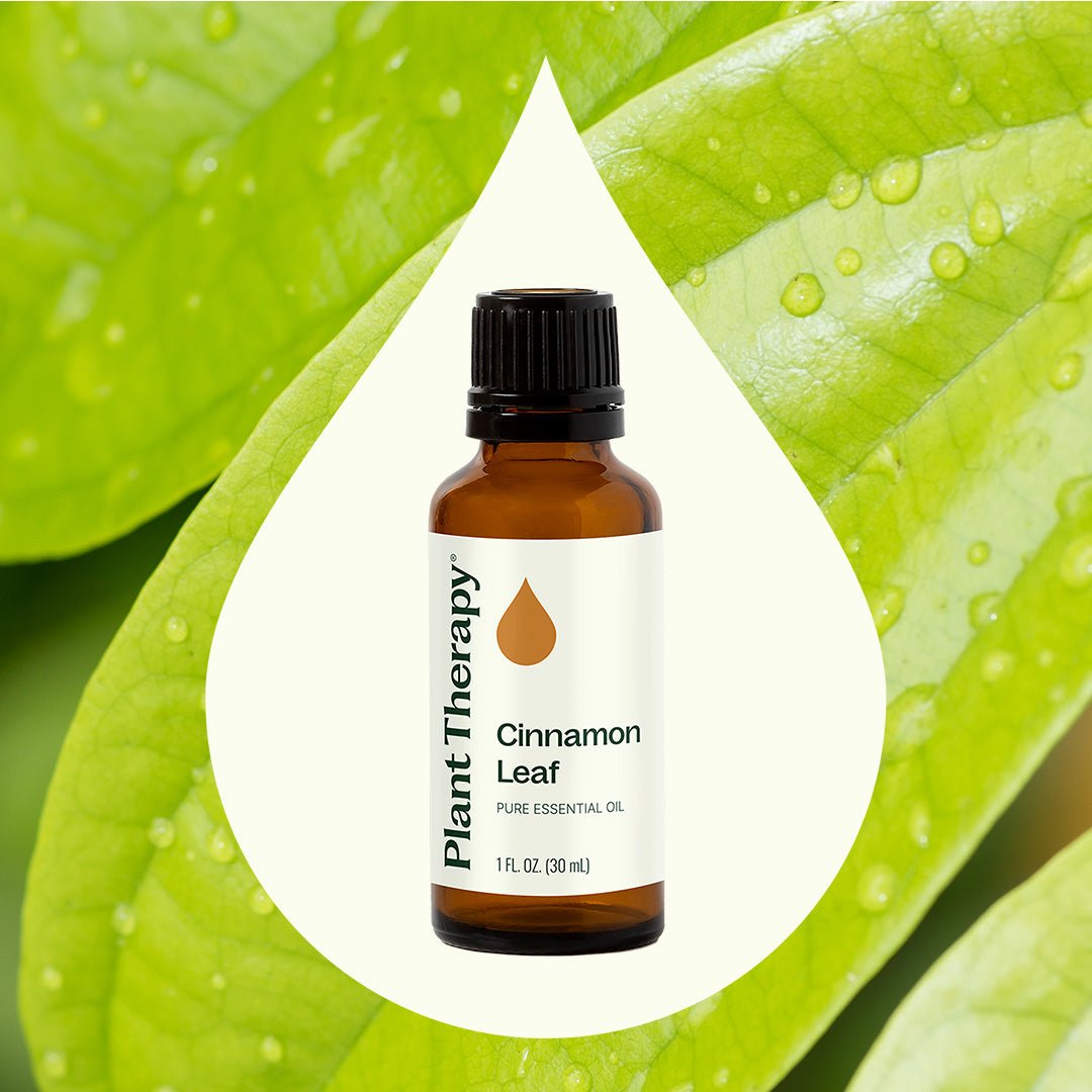 Cinnamon Leaf Essential Oil Plant Therapy