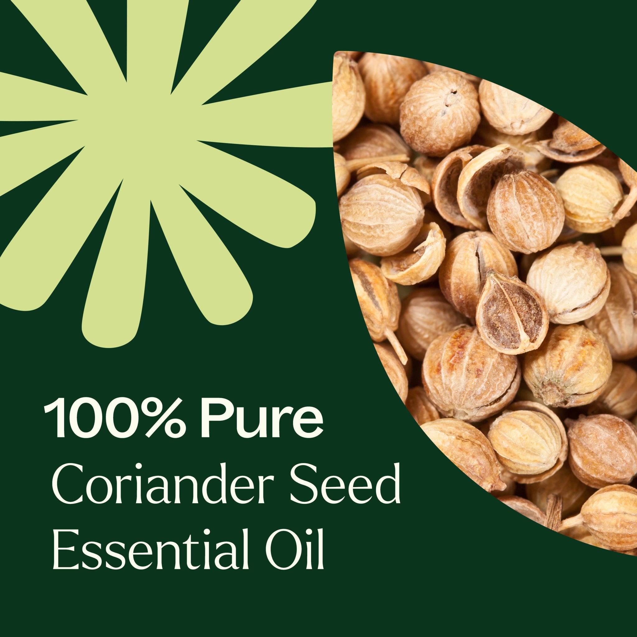 Coriander Seed Essential Oil Plant Therapy