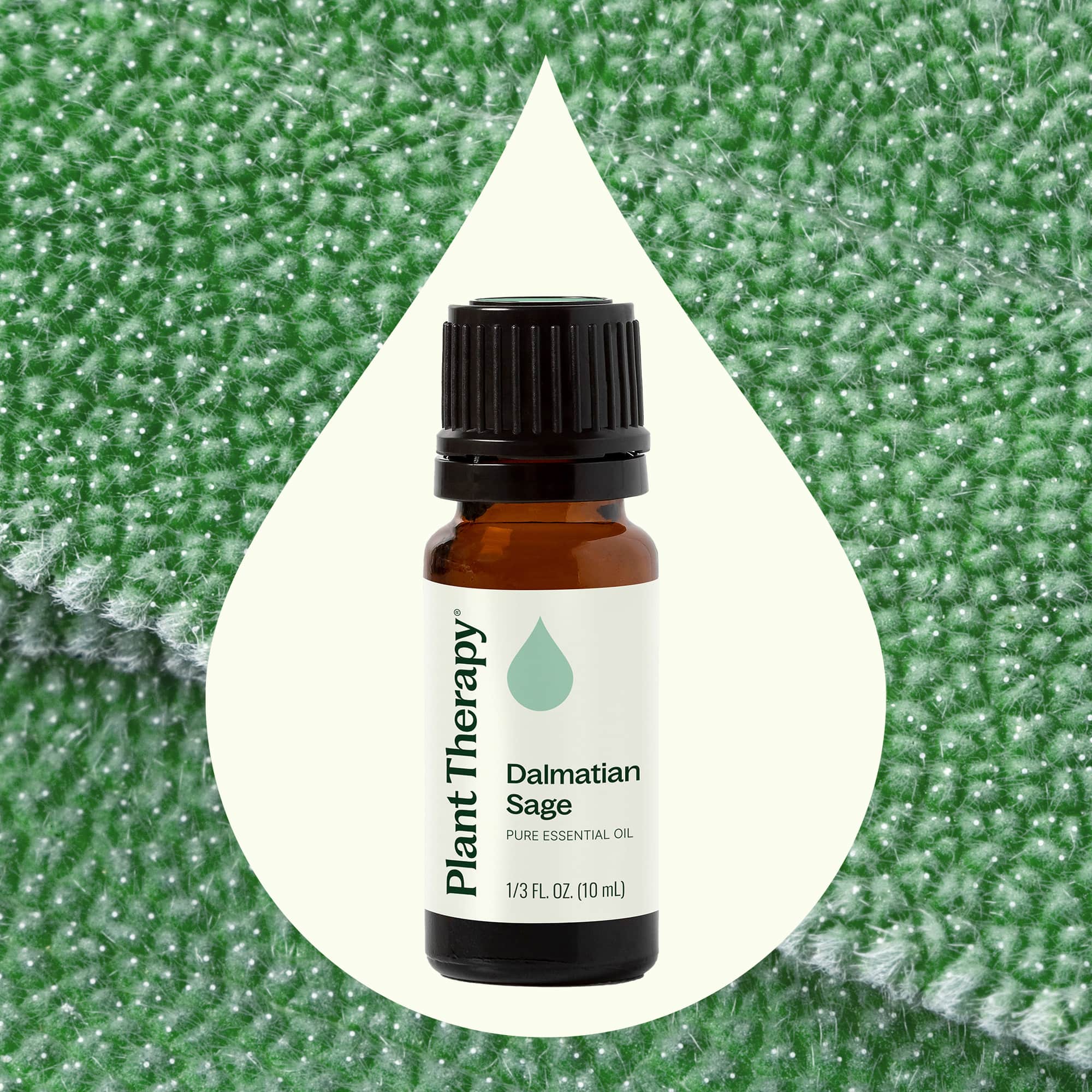 Dalmatian Sage Essential Oil Plant Therapy
