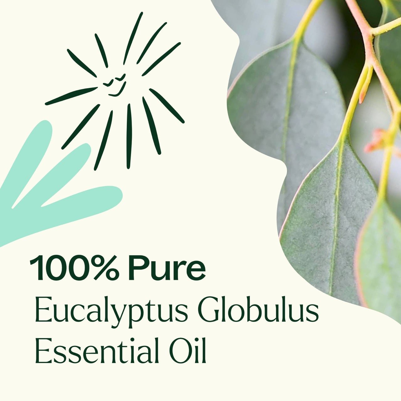 Eucalyptus Globulus Essential Oil Plant Therapy