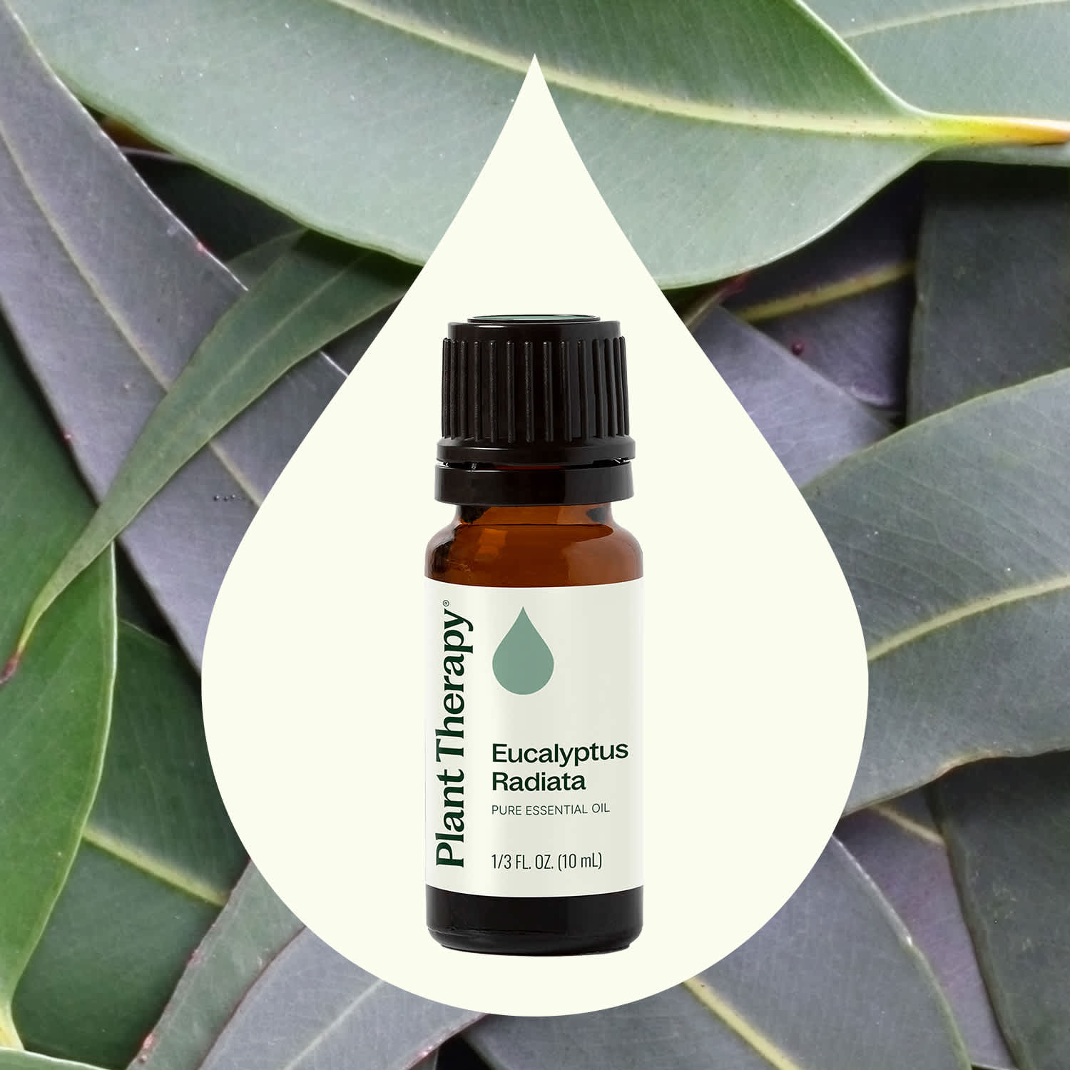 Eucalyptus Radiata Essential Oil Plant Therapy