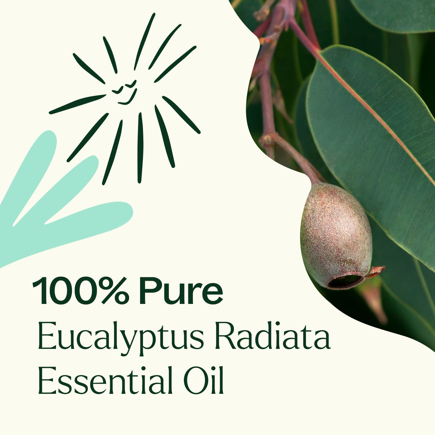 Eucalyptus Radiata Essential Oil Plant Therapy
