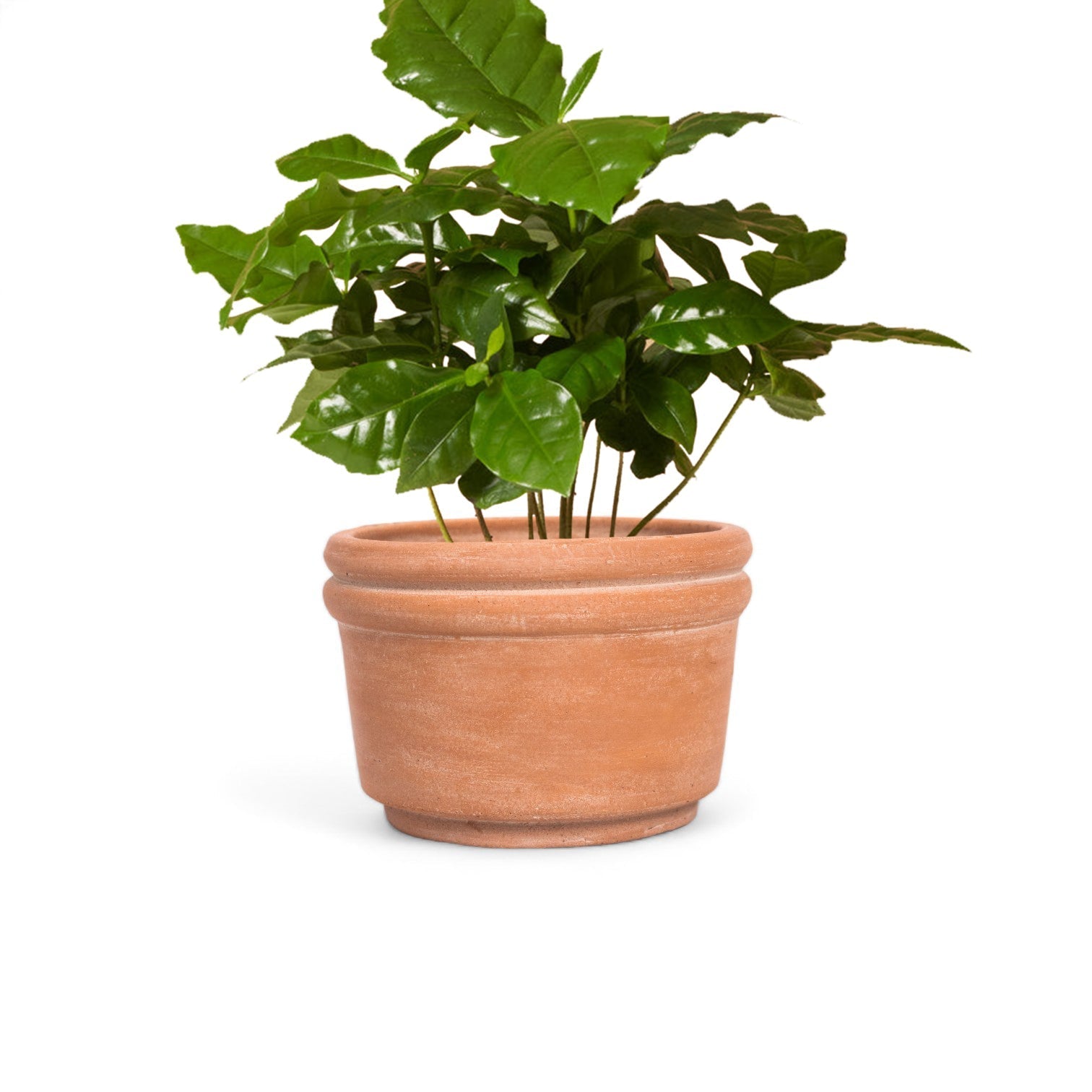 Felipe Medium Terracotta Planter by MESO MESO