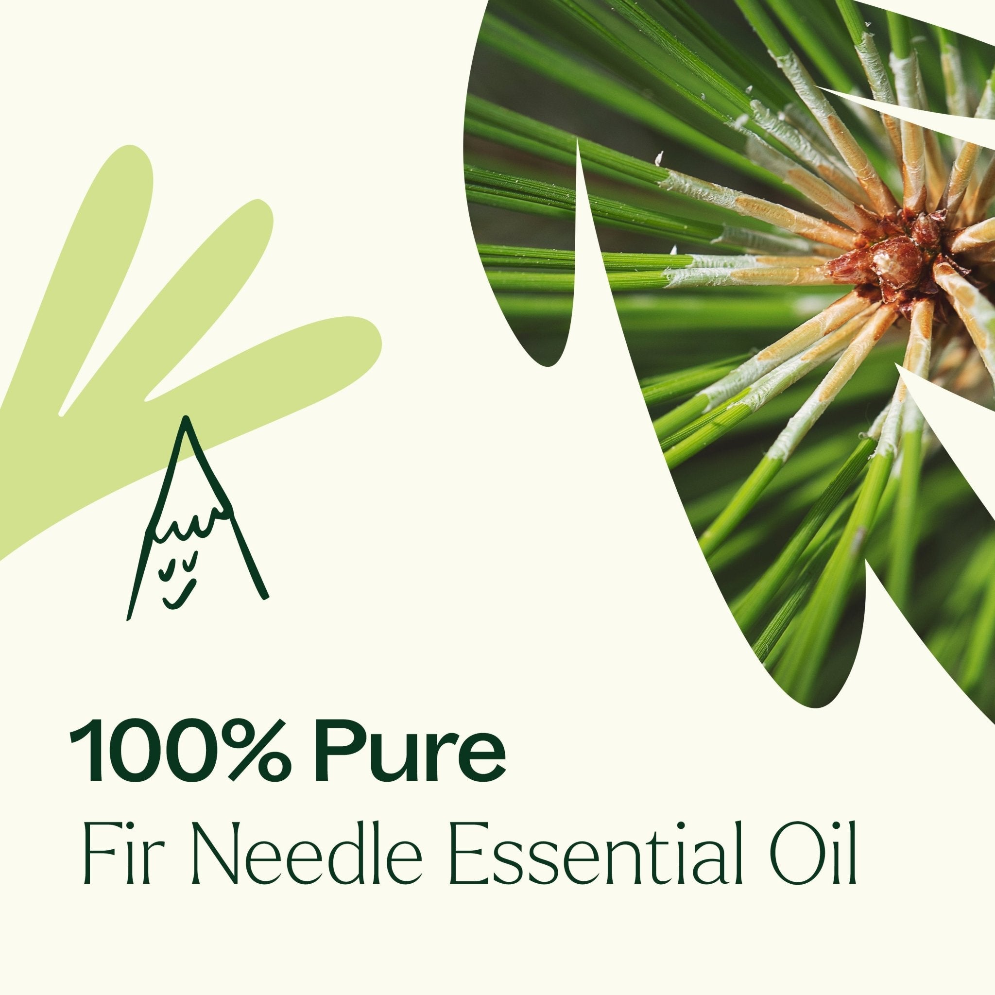 Fir Needle Essential Oil Plant Therapy