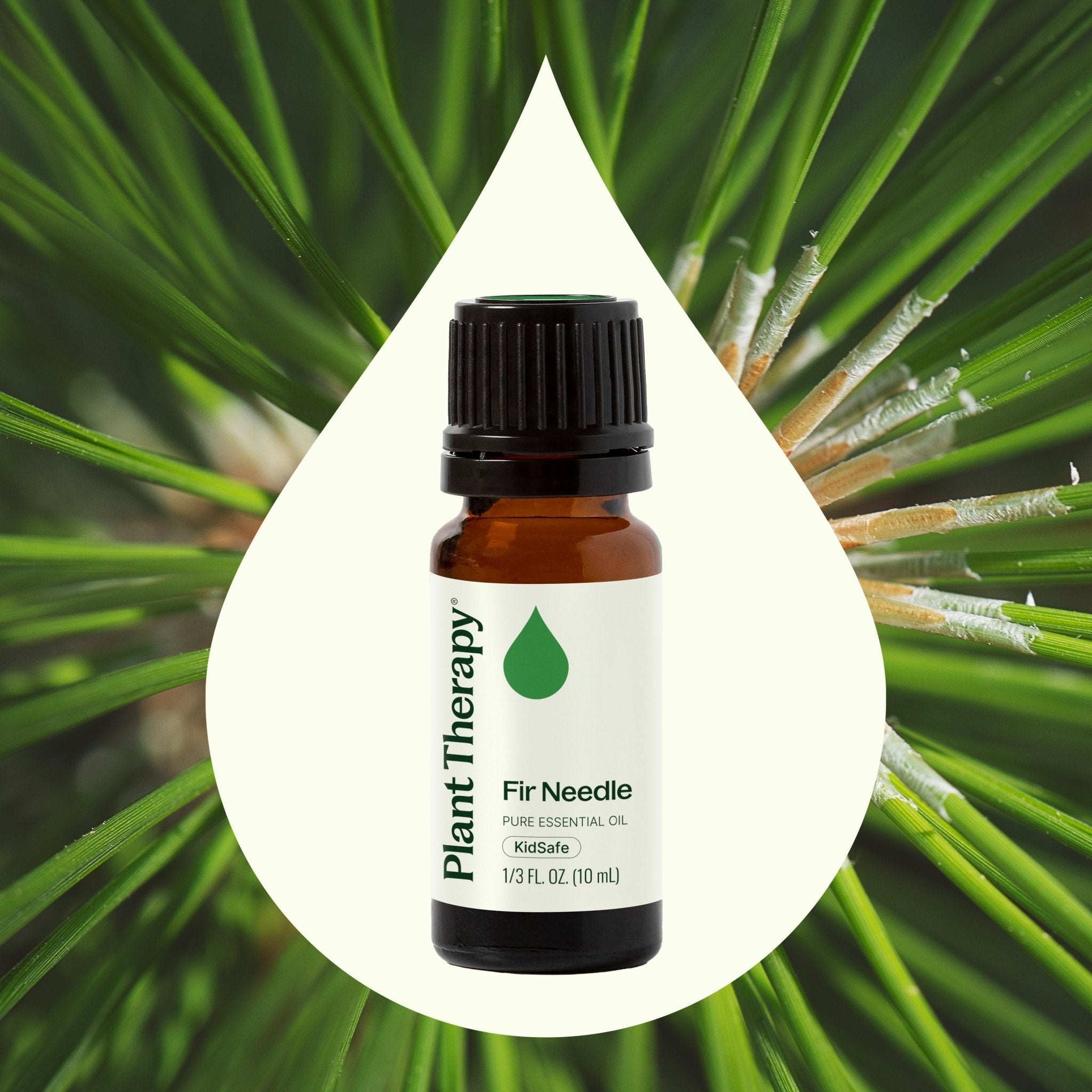 Fir Needle Essential Oil Plant Therapy