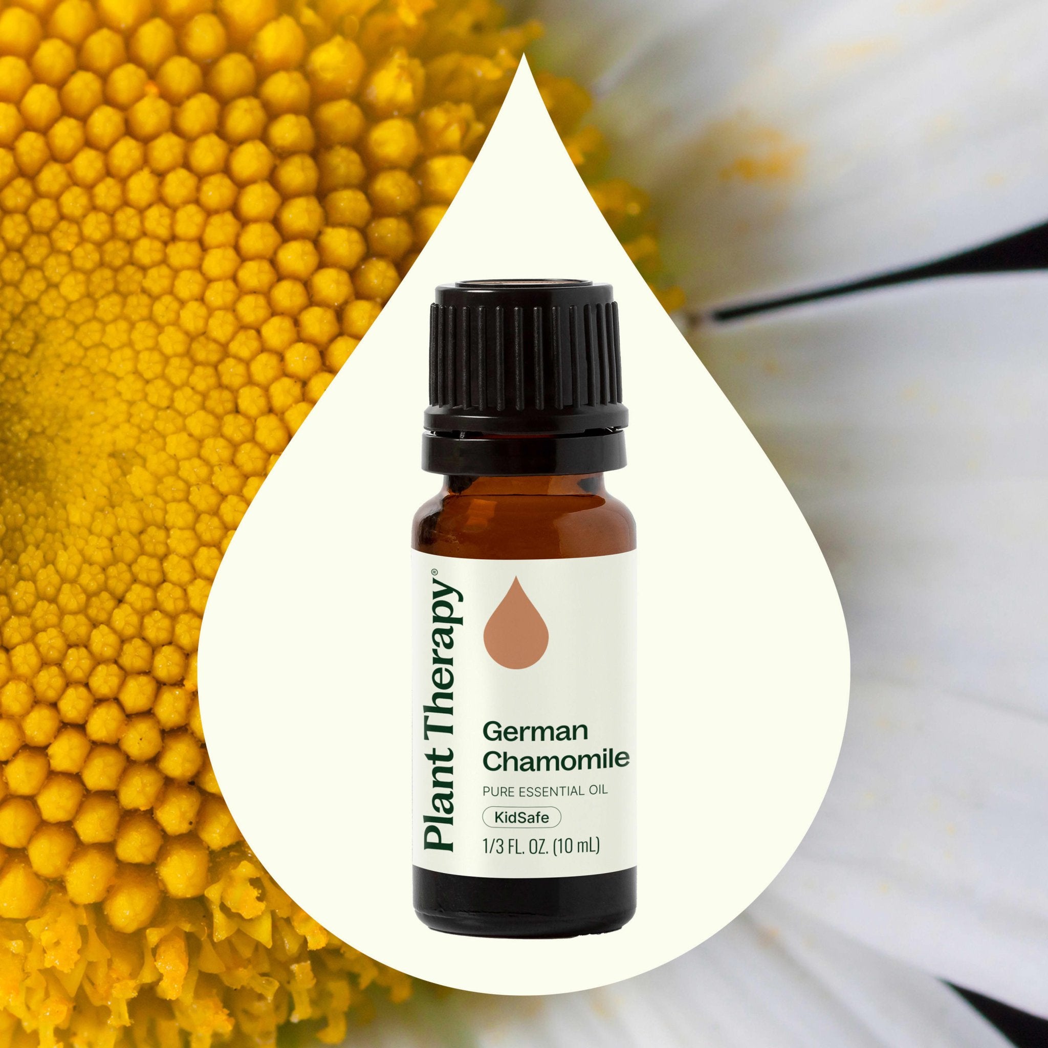 German Chamomile Essential Oil Plant Therapy