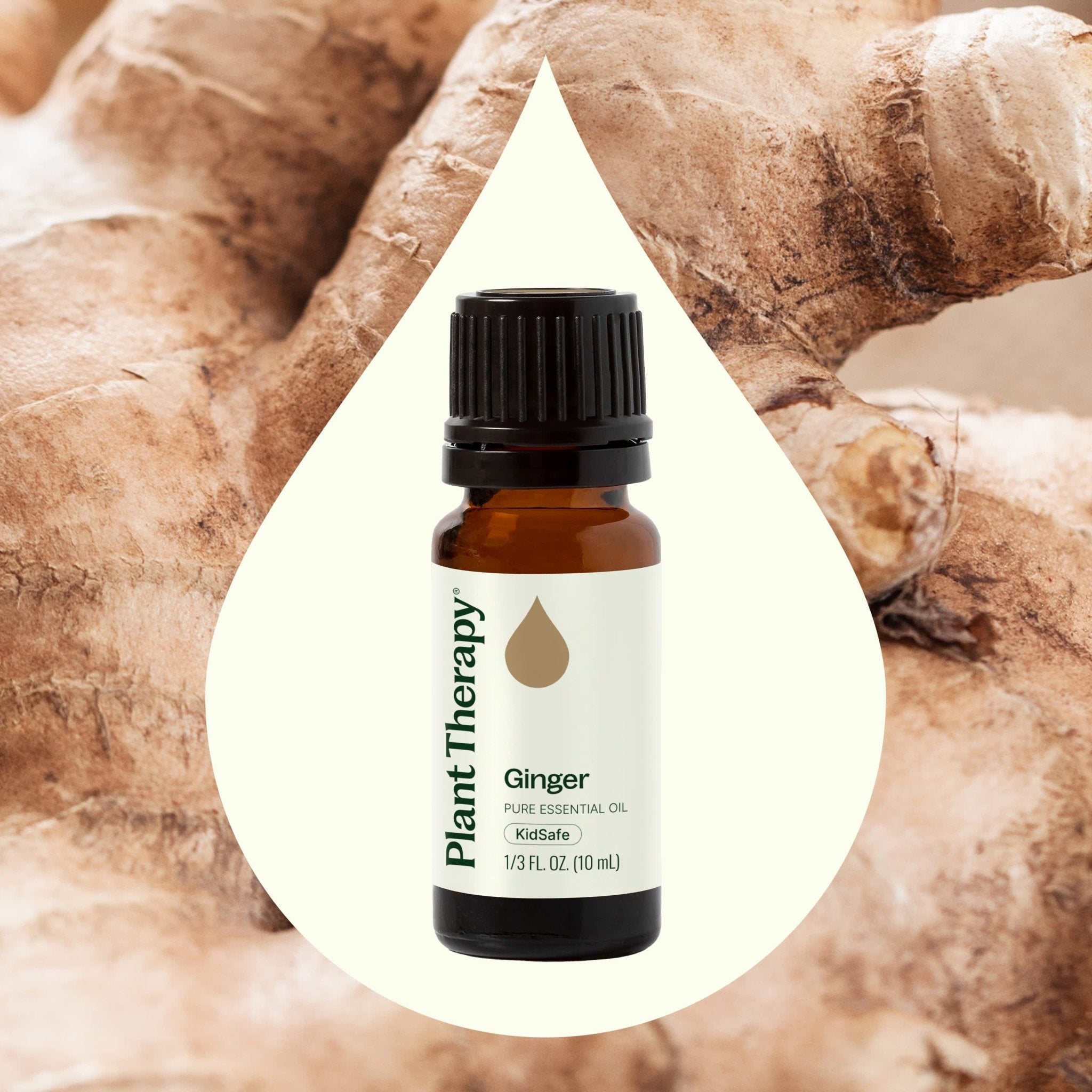 Ginger Essential Oil Plant Therapy