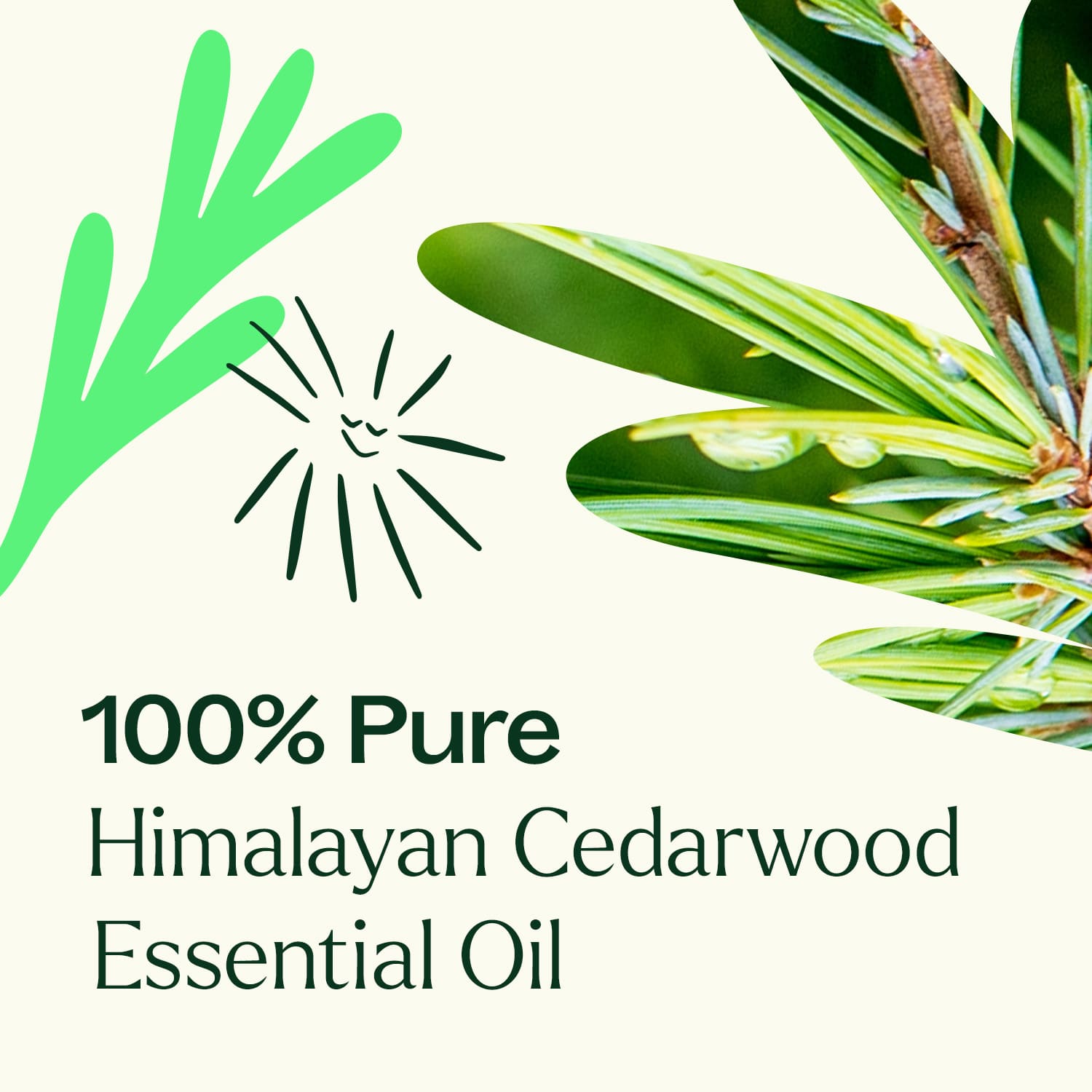 Himalayan Cedarwood Essential Oil Plant Therapy