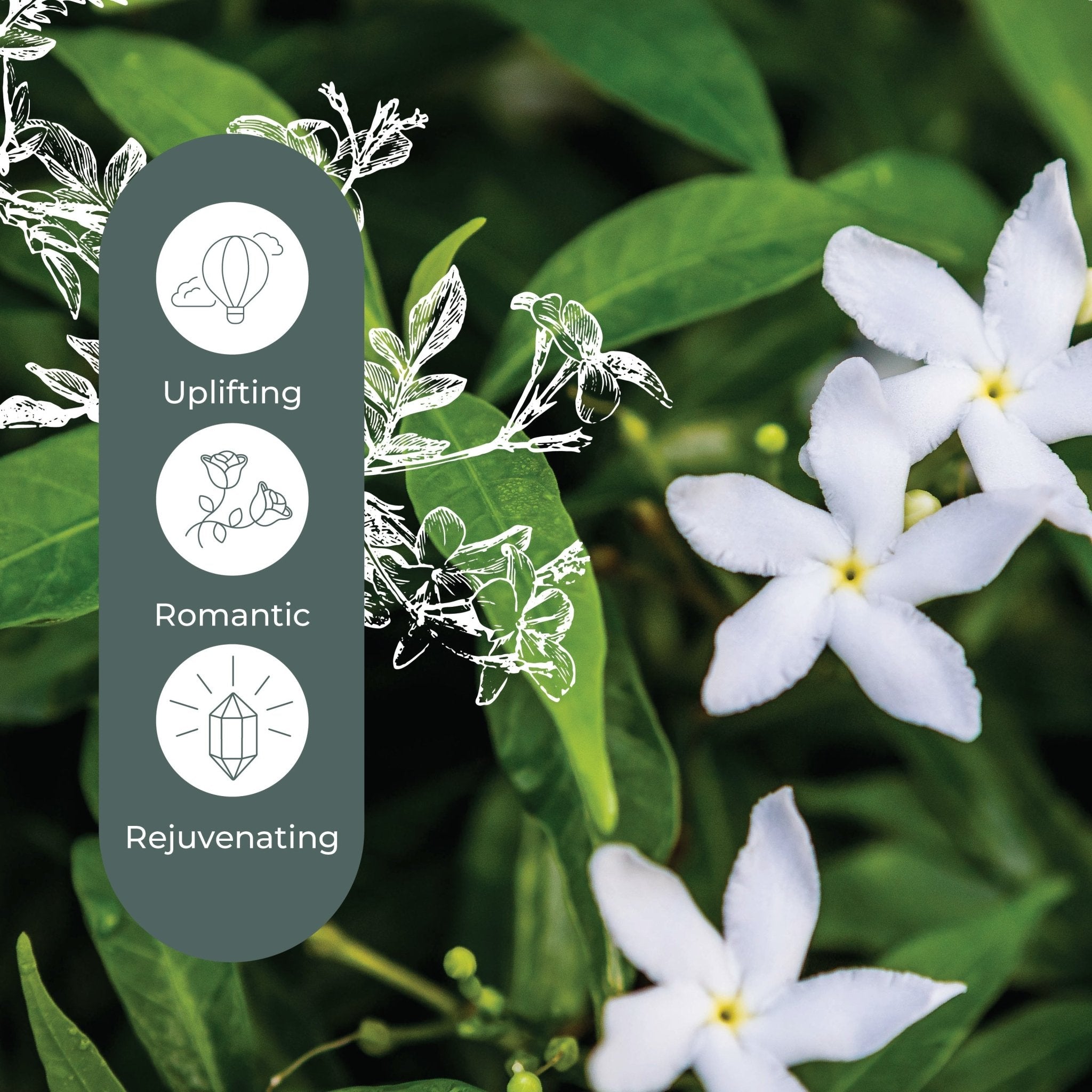 Jasmine Grandiflorum Absolute Plant Therapy