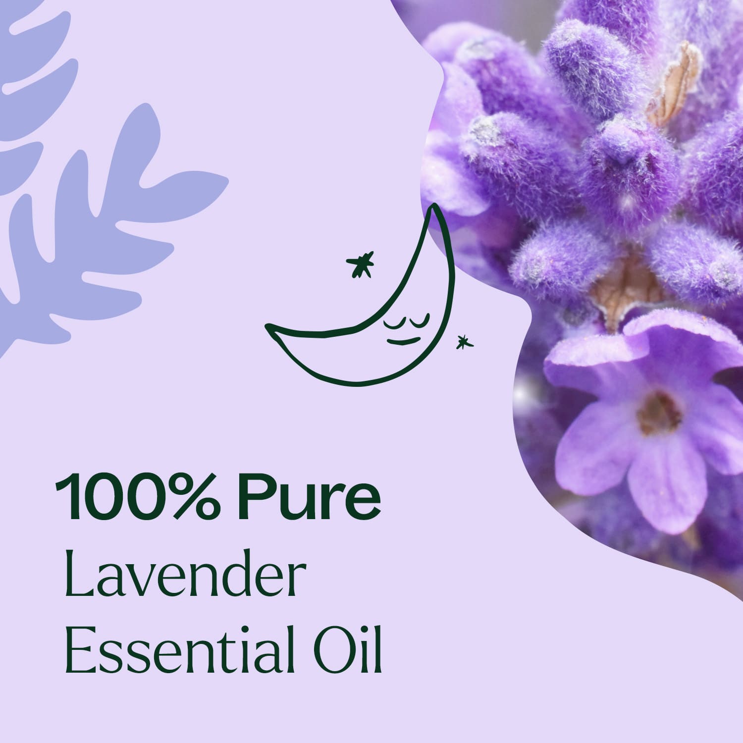 Lavender Fine Essential Oil Plant Therapy