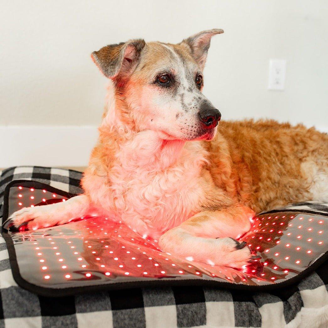 MitoPETS Pad | Red Light Therapy Designed Specifically for Pets Mito Red Light