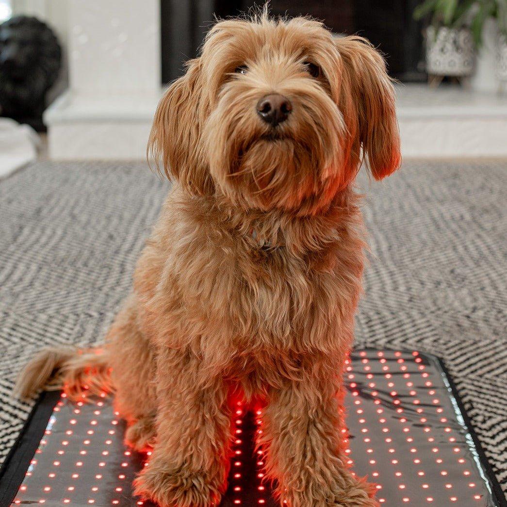 MitoPETS Pad | Red Light Therapy Designed Specifically for Pets Mito Red Light