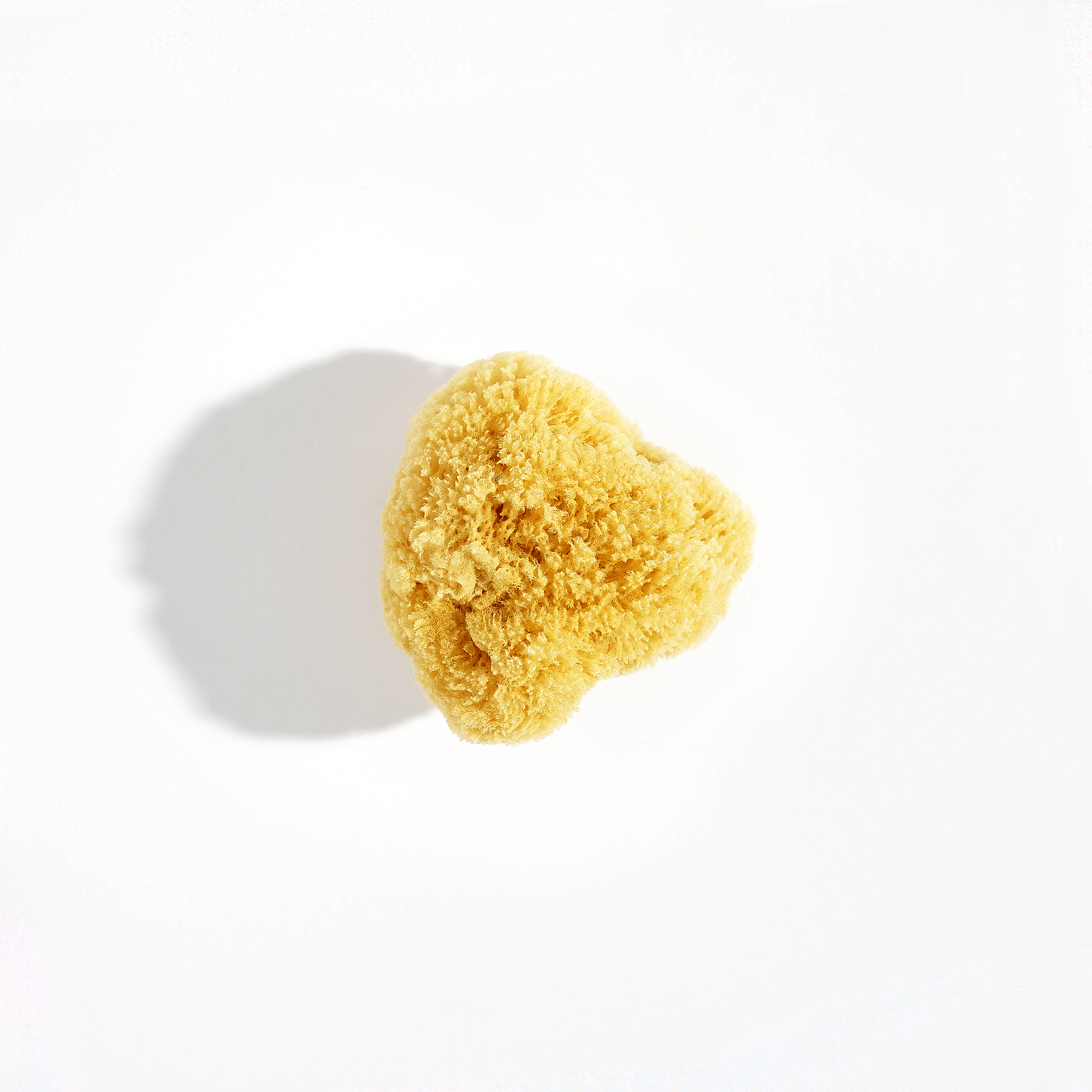 Natural Sea Sponge Shore Soap Co.