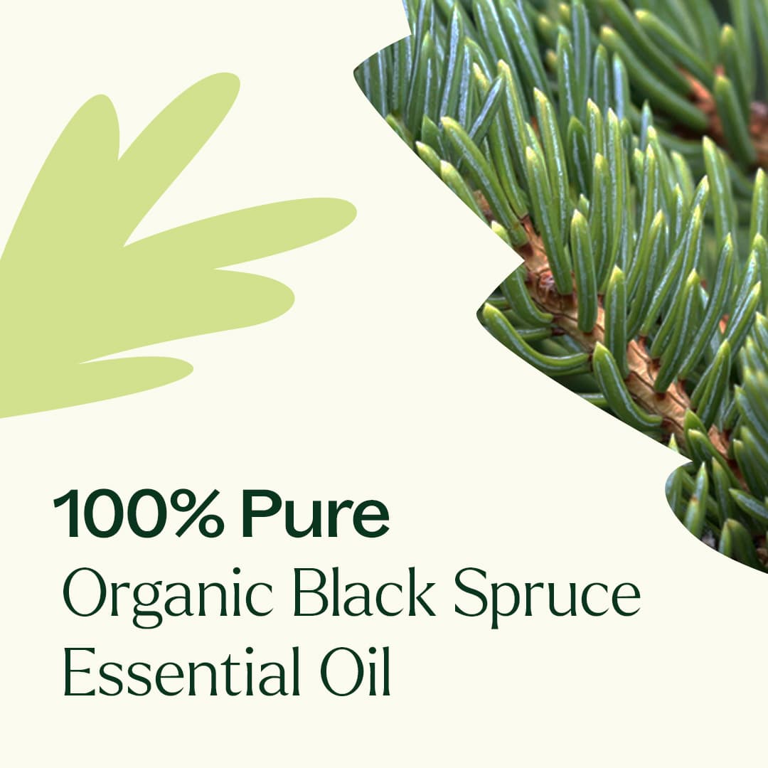 Organic Black Spruce Essential Oil Plant Therapy
