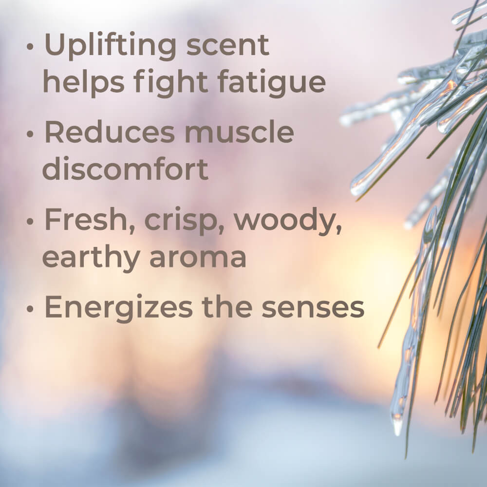 Organic Black Spruce Essential Oil Plant Therapy