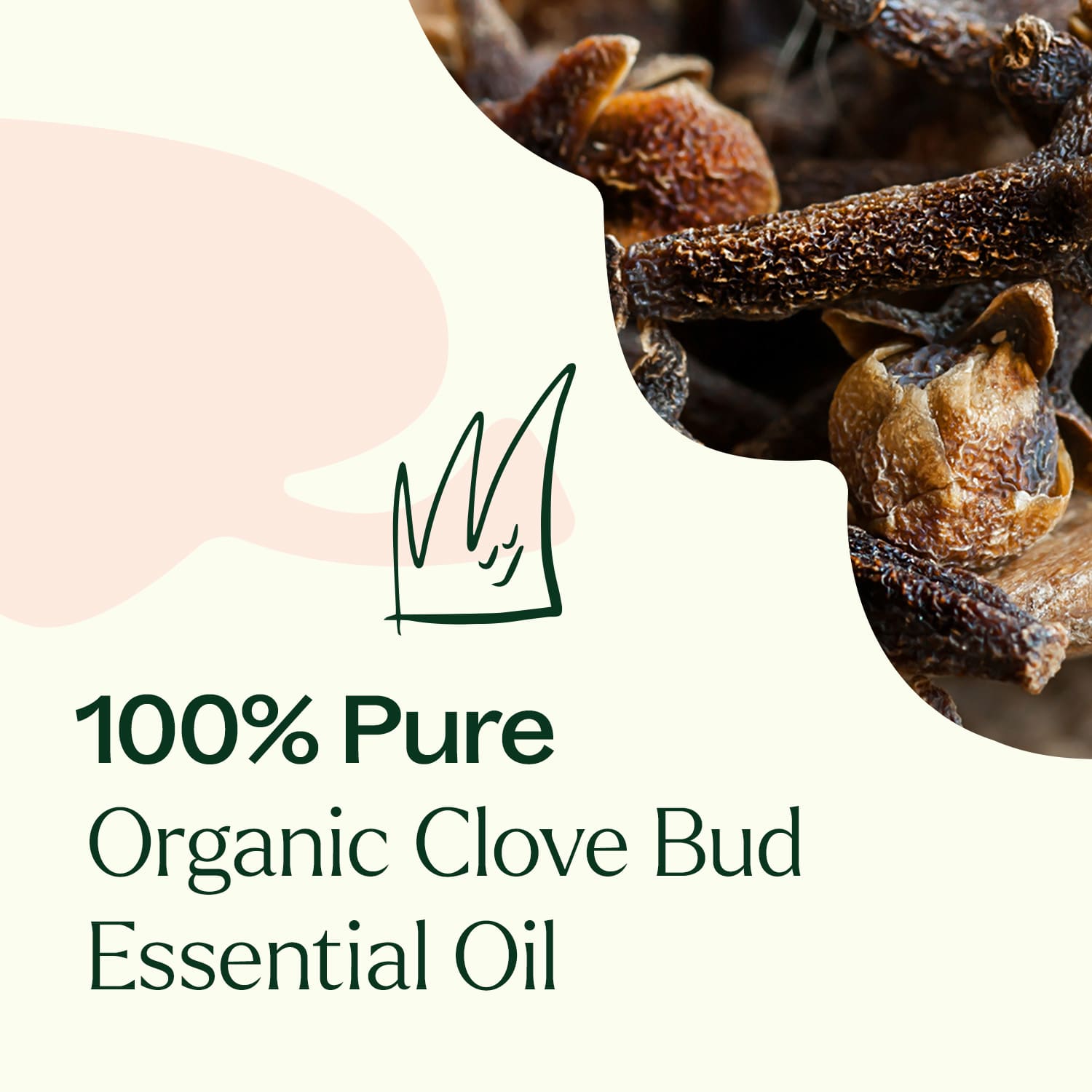 Organic Clove Bud Essential Oil Plant Therapy