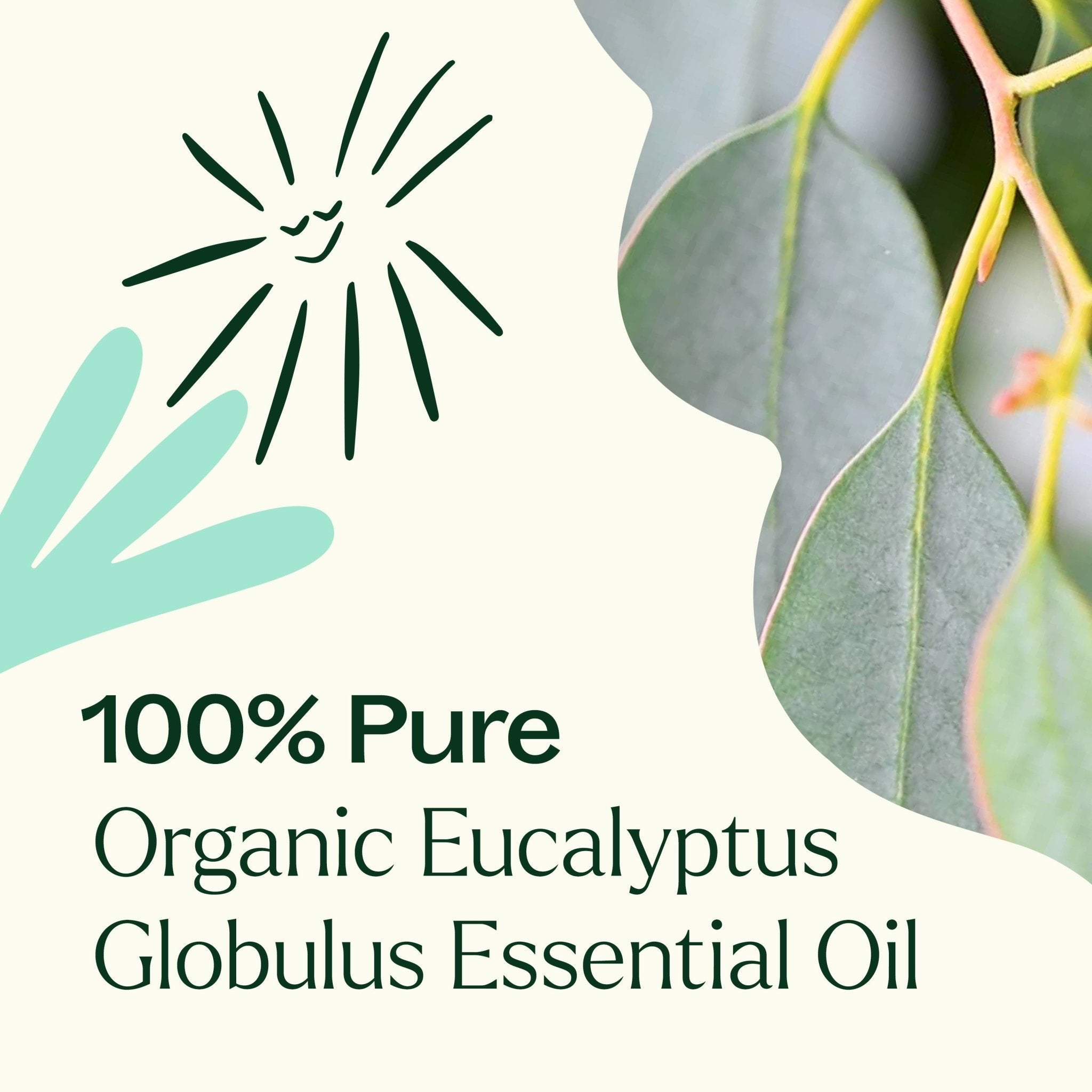 Organic Eucalyptus Globulus Essential Oil Plant Therapy