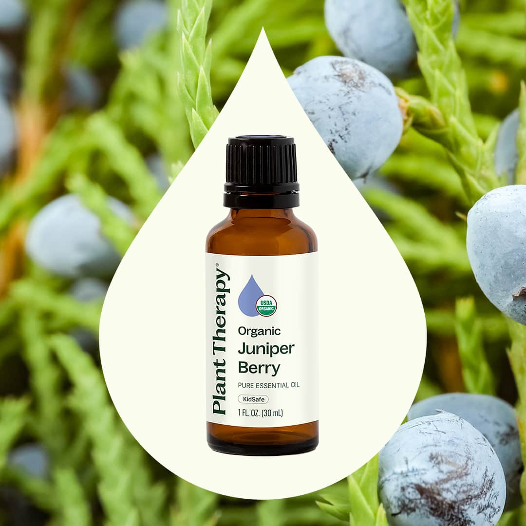 Organic Juniper Berry Essential Oil Plant Therapy