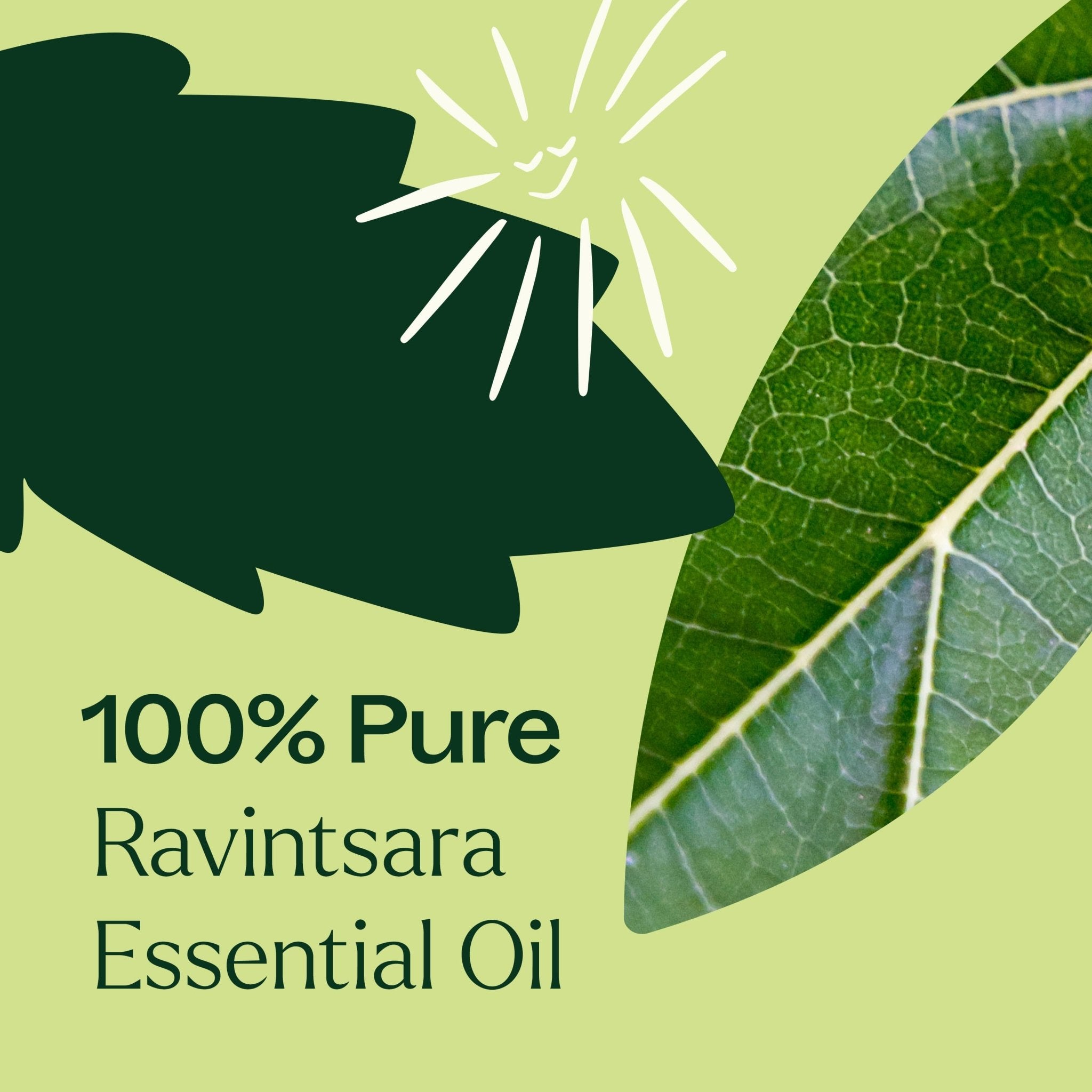Ravintsara Essential Oil Plant Therapy