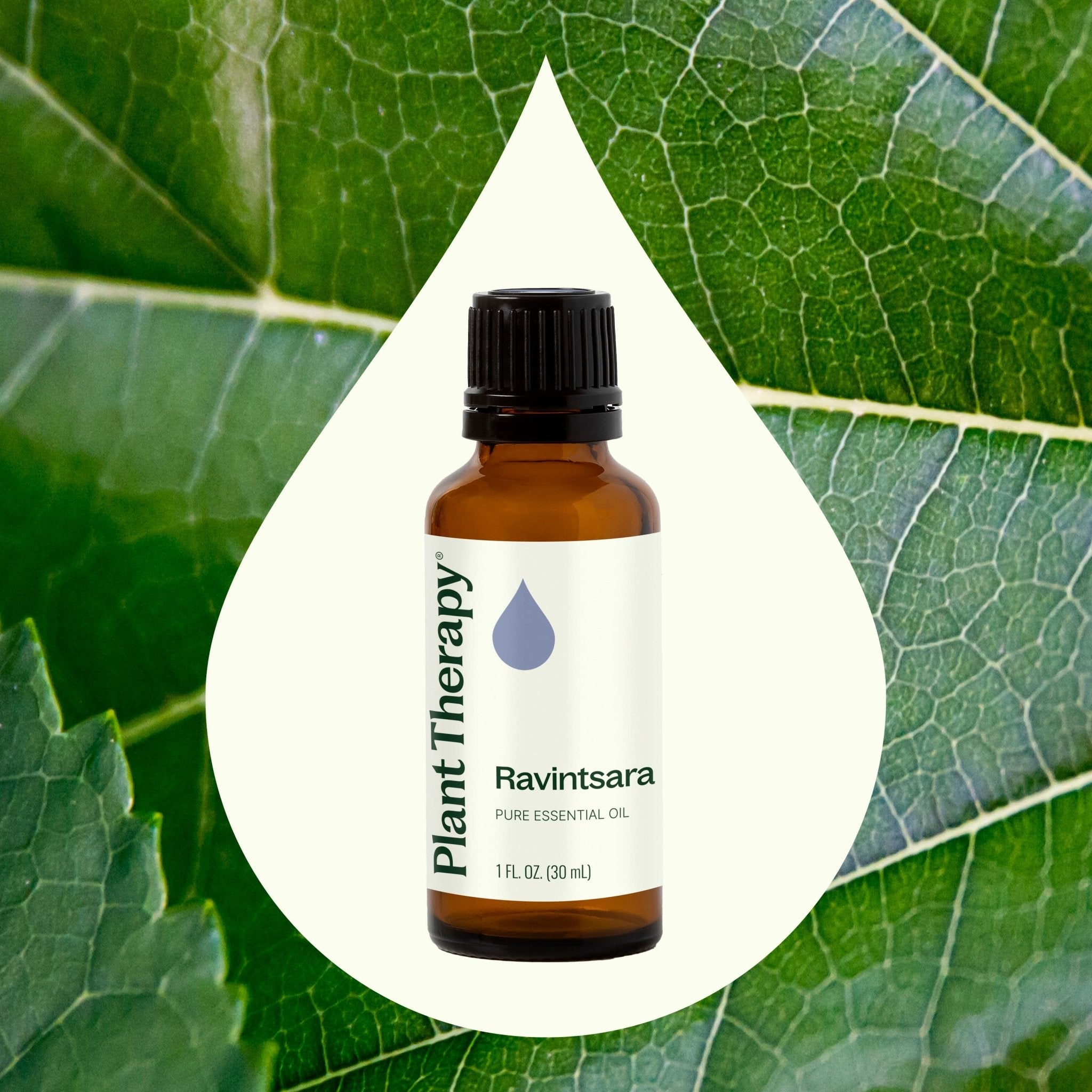 Ravintsara Essential Oil Plant Therapy