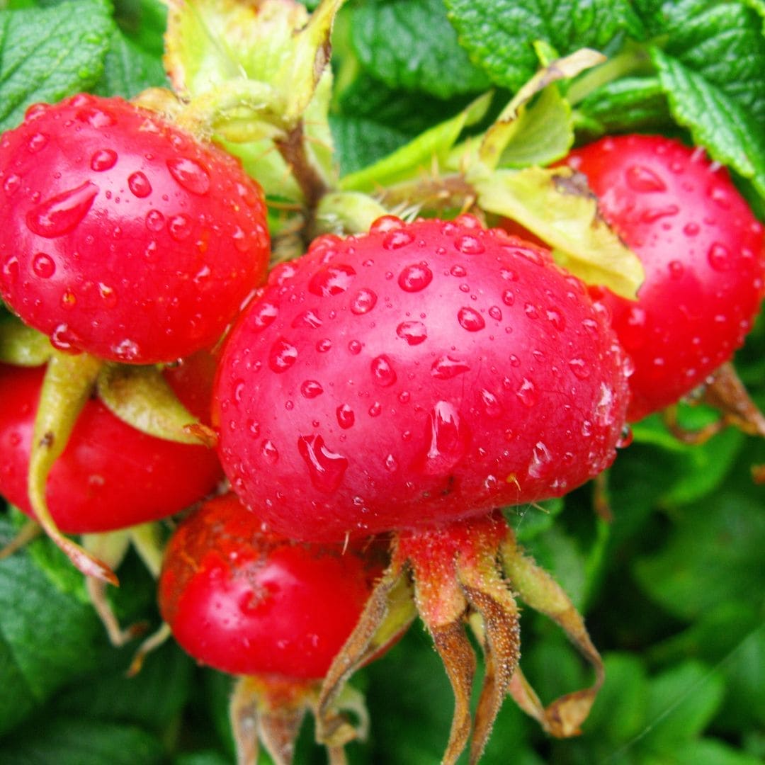 Rosehip Oil, 100% Organic Beautyologie