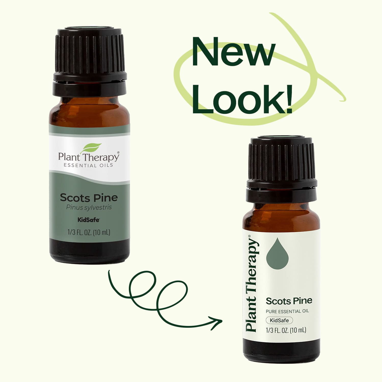 Scots Pine Essential Oil Plant Therapy