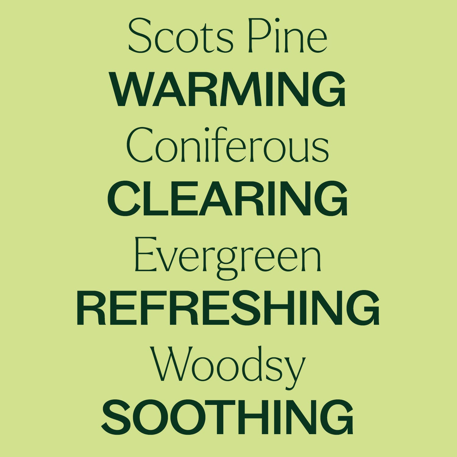 Scots Pine Essential Oil Plant Therapy