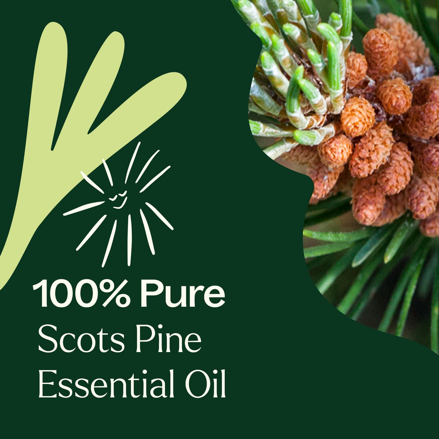 Scots Pine Essential Oil Plant Therapy