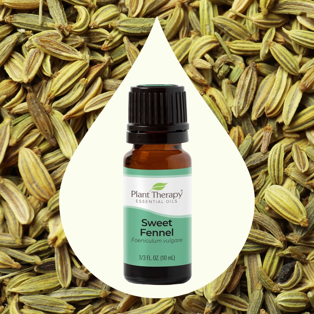 Sweet Fennel Essential Oil Plant Therapy