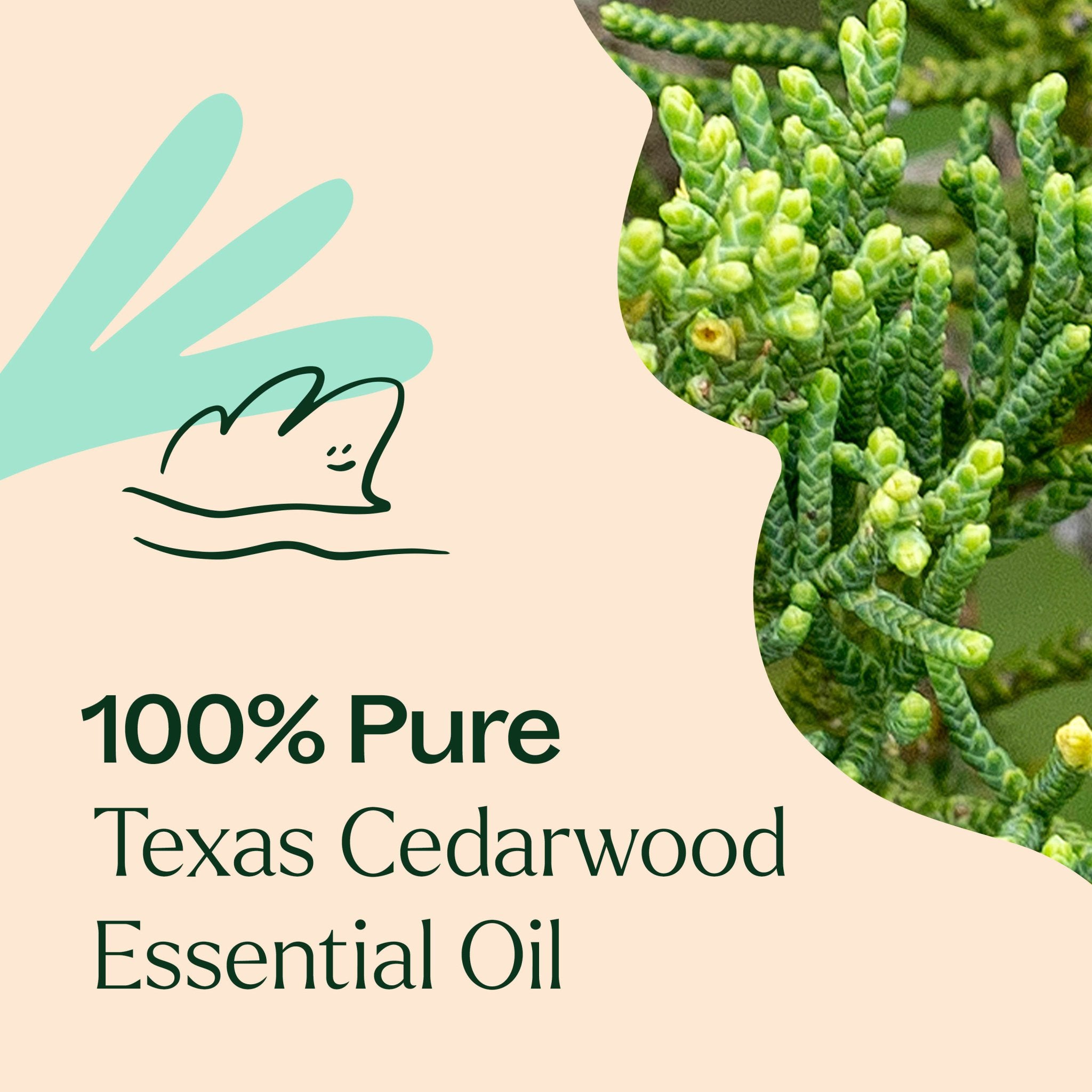 Texas Cedarwood Essential Oil Plant Therapy